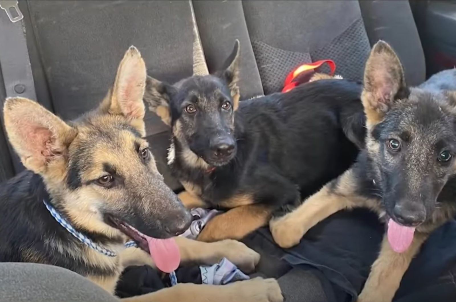 three sweet dogs