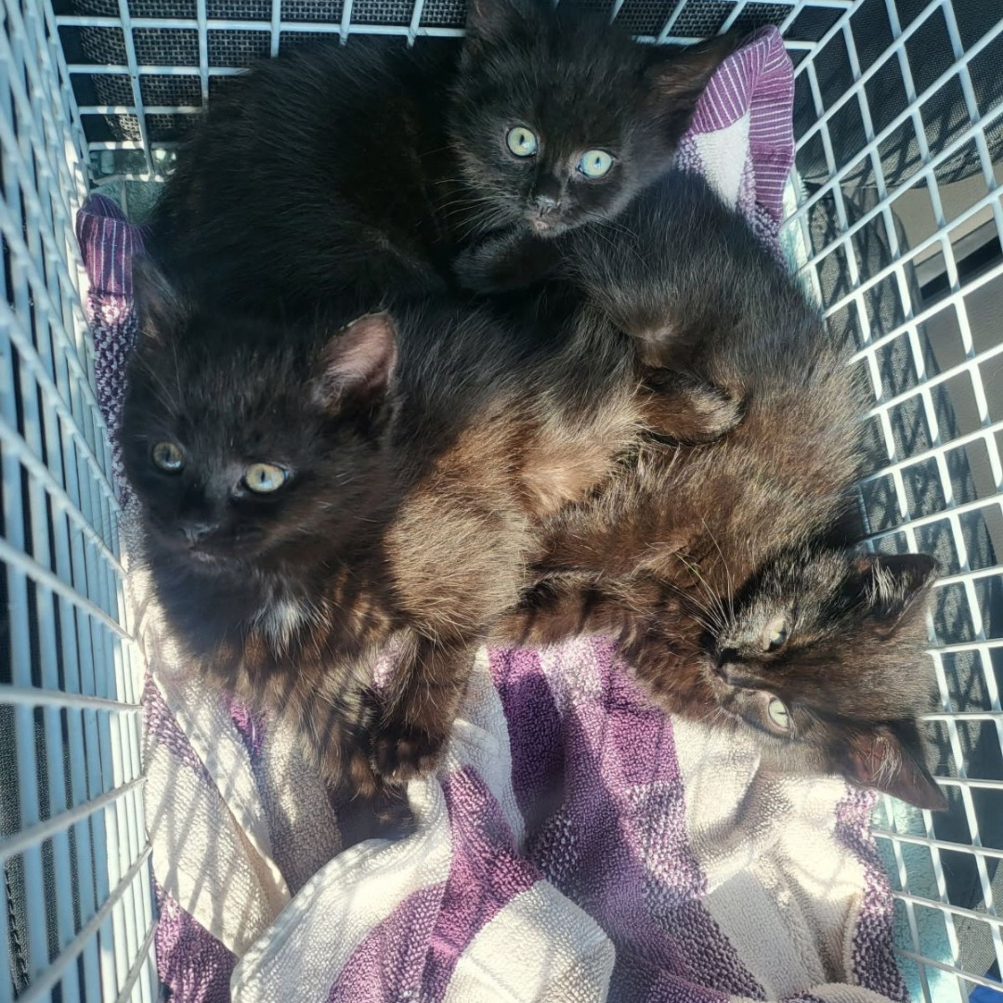 three tiny kittens