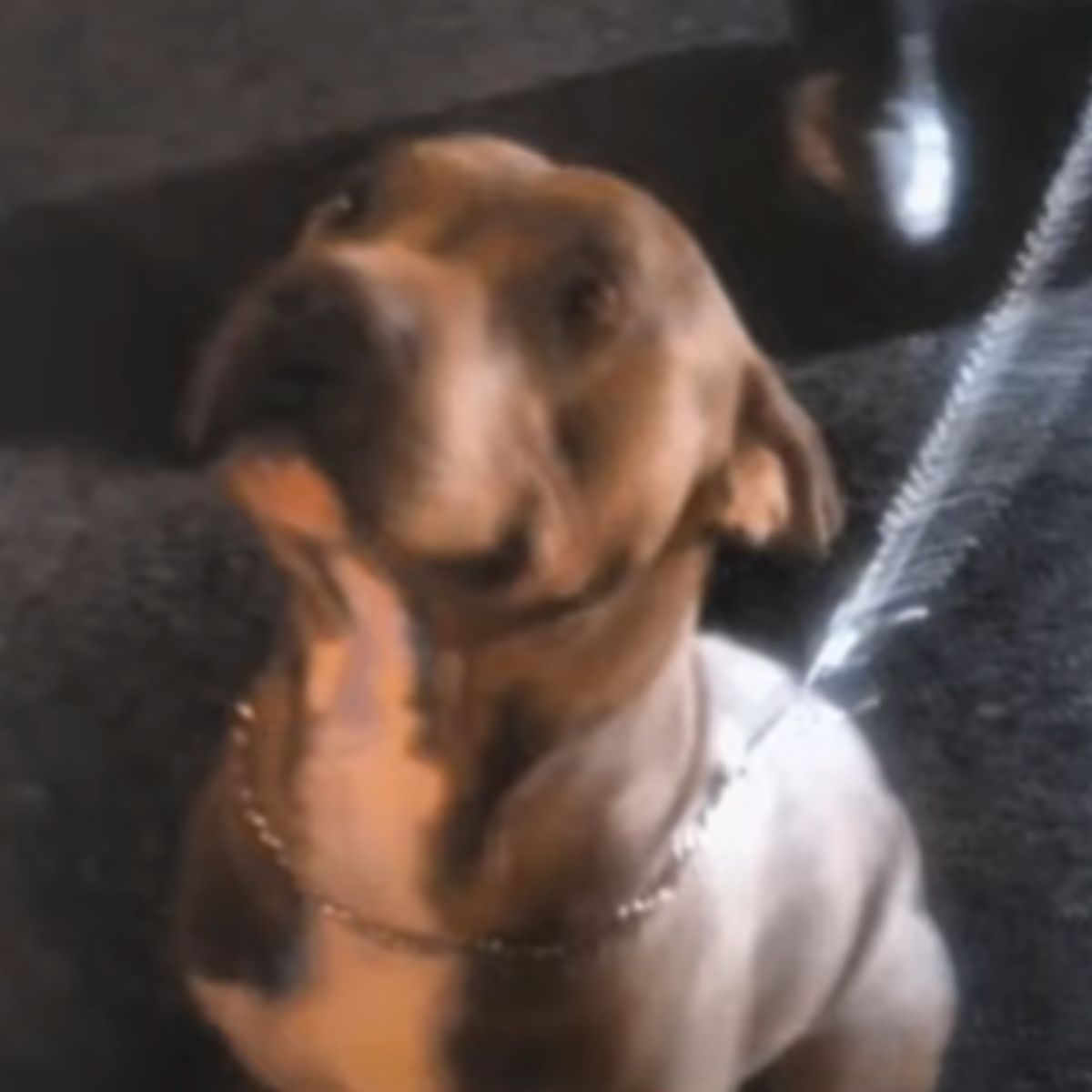 tied dog