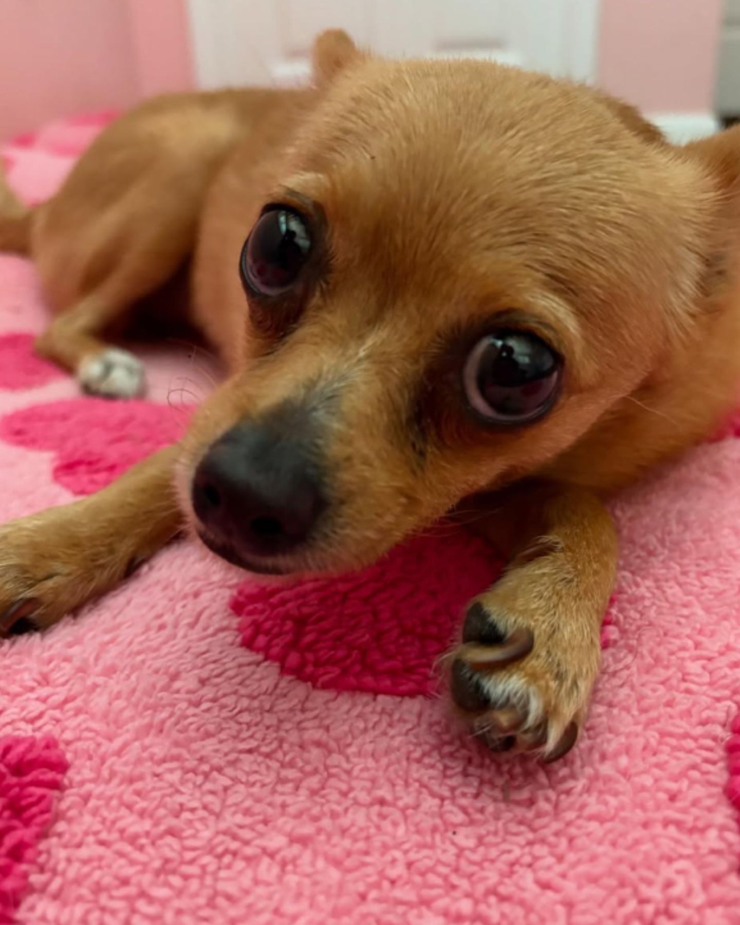 tiny brown dog
