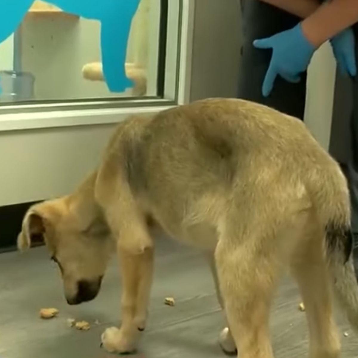 tiny dog eating