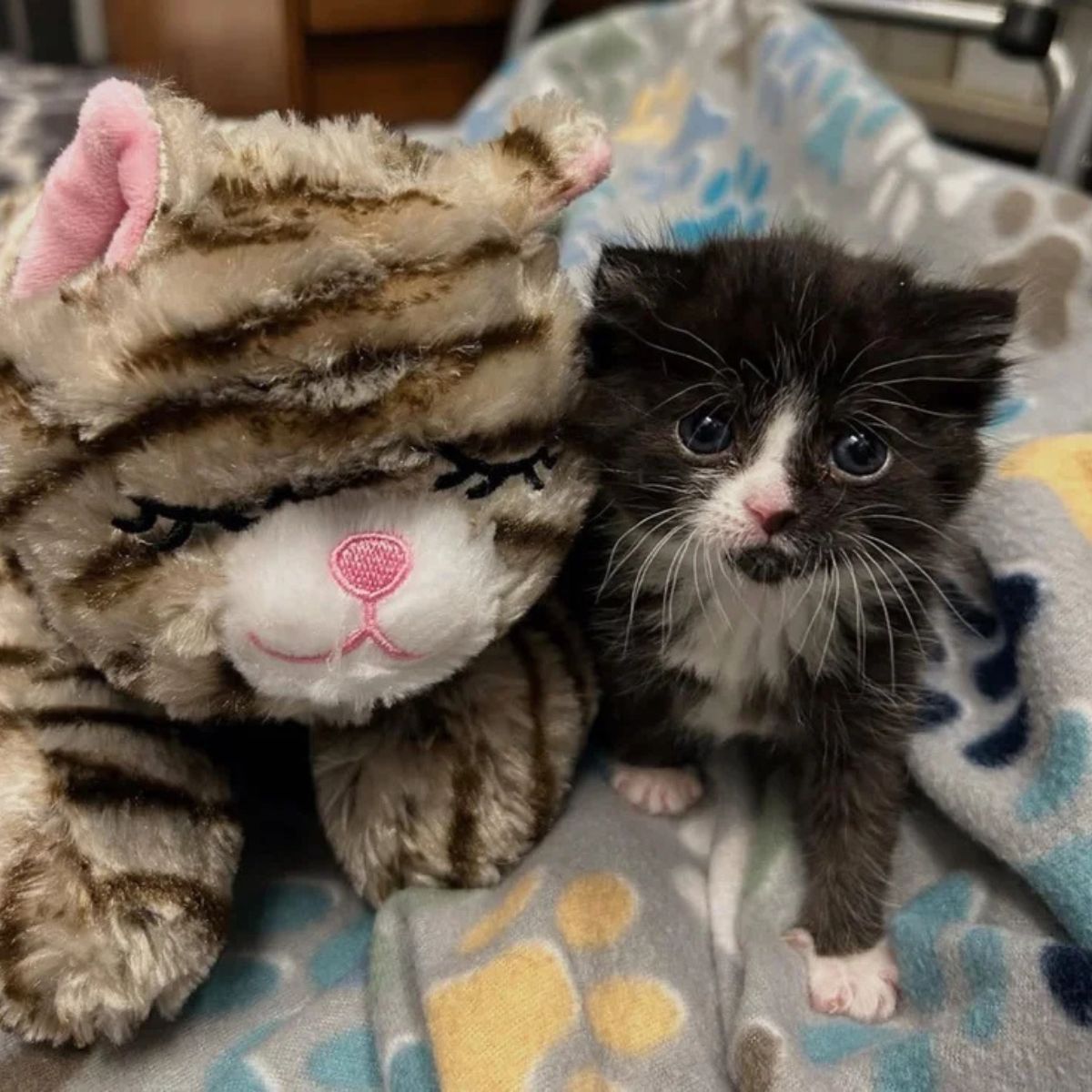 tiny kitten and toy