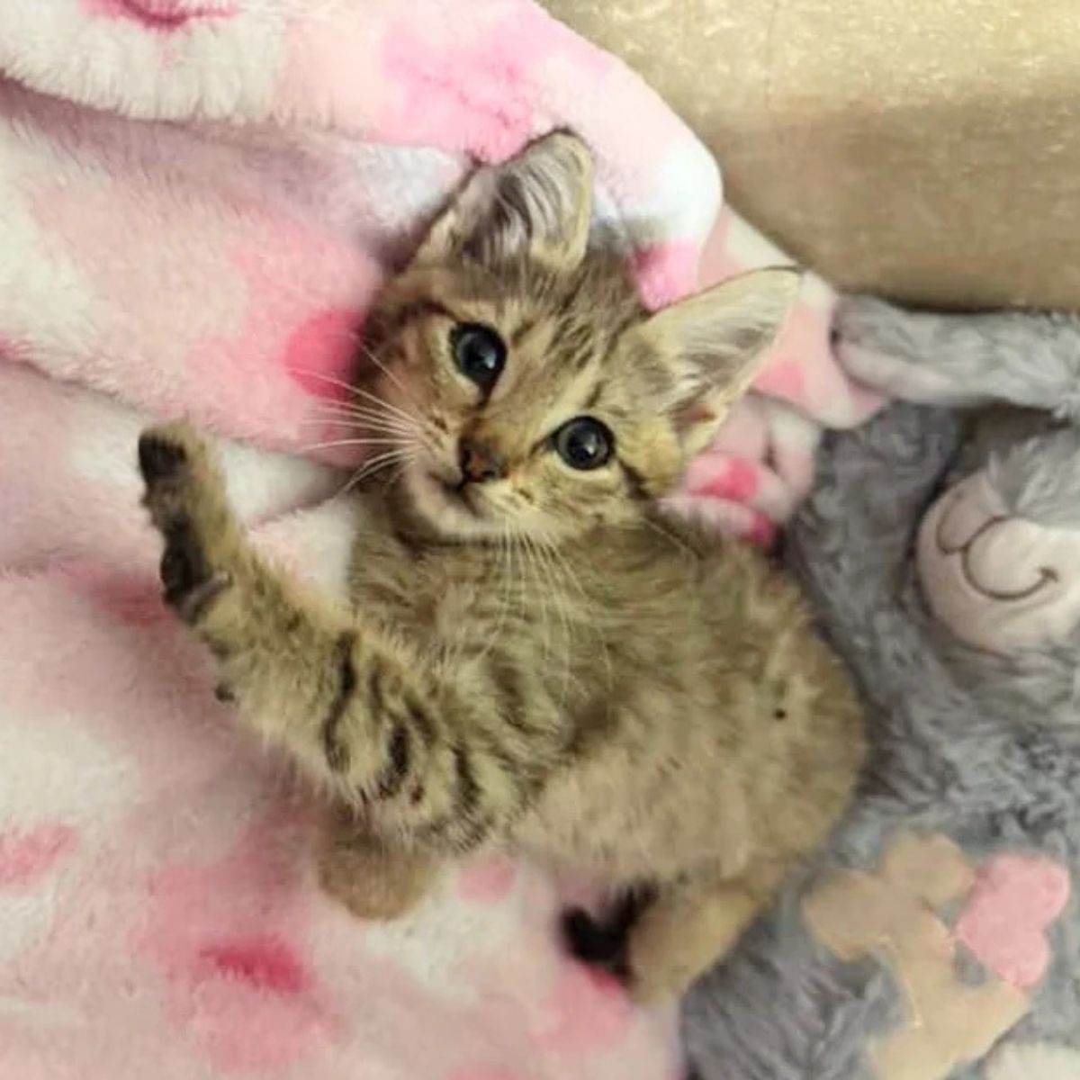 tiny kitten laying down