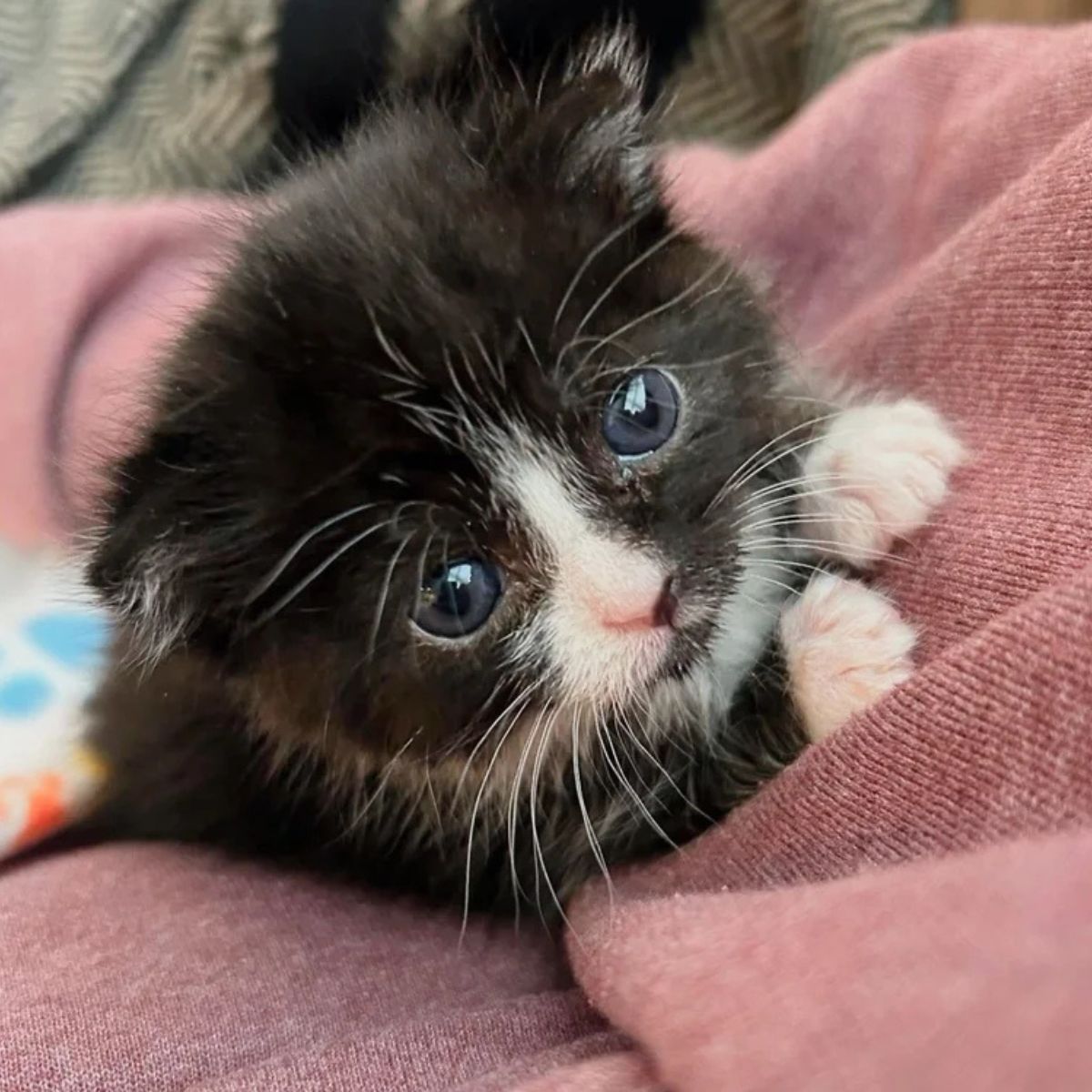tiny kitten with blue eyes
