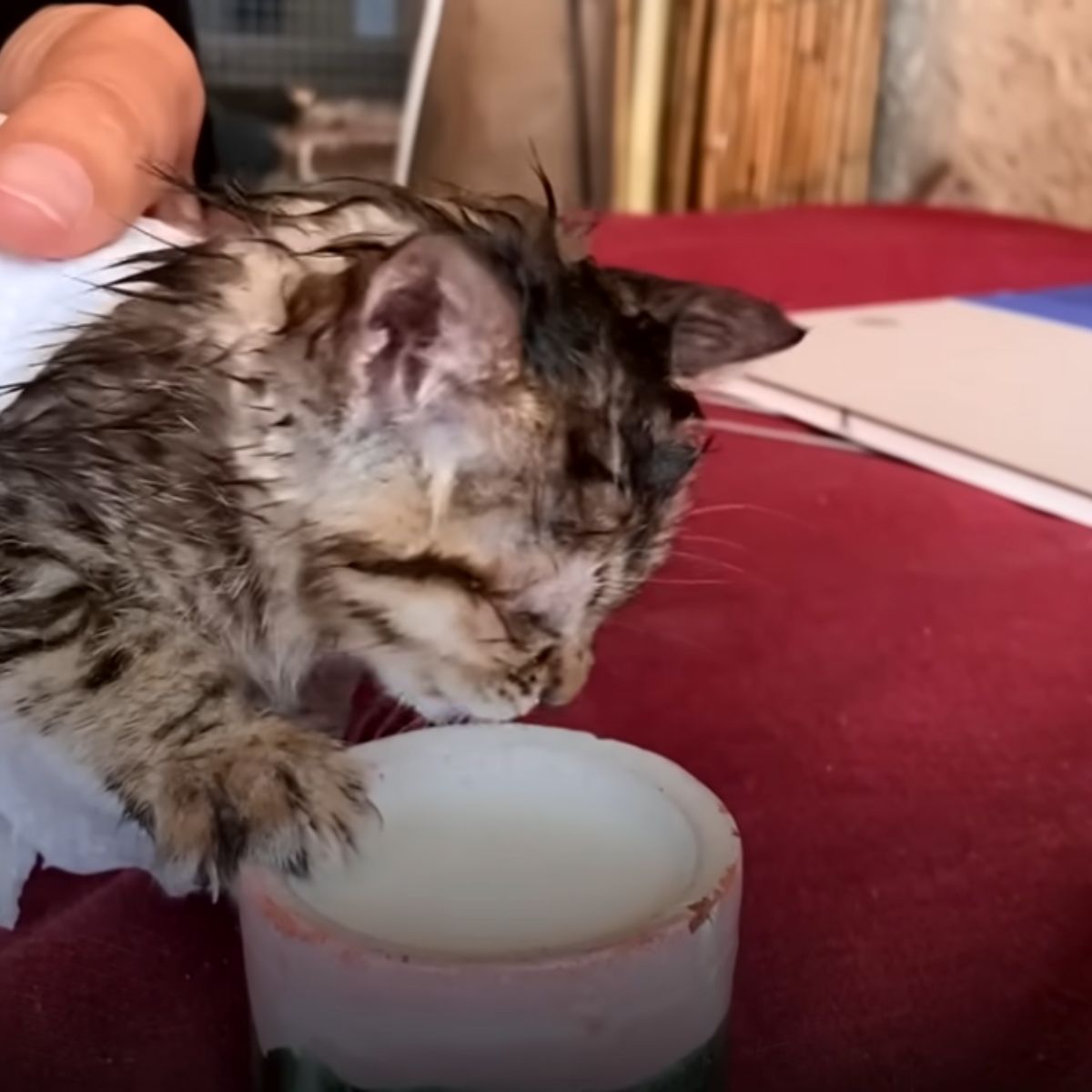 tiny kitten