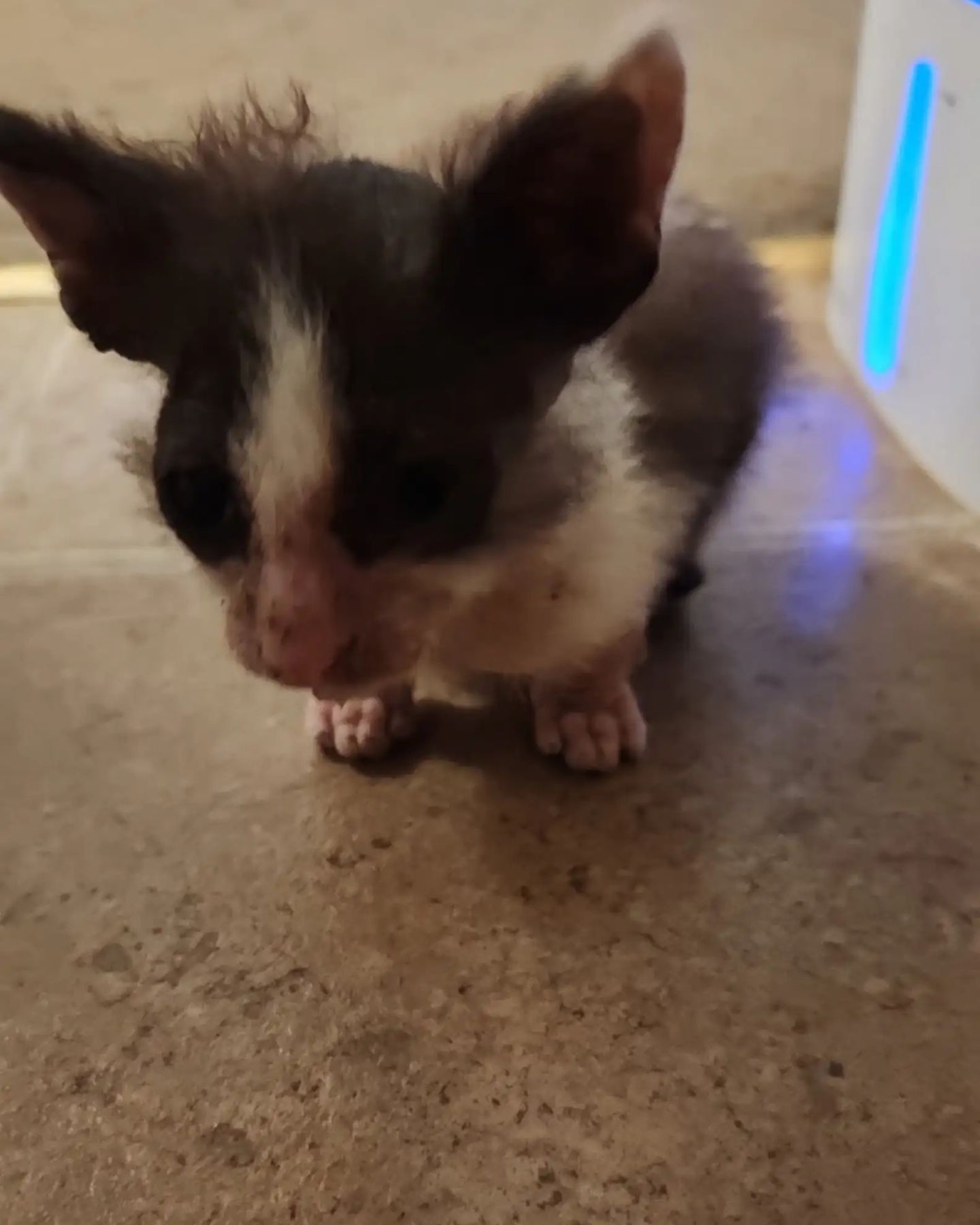 tiny neglected kitten
