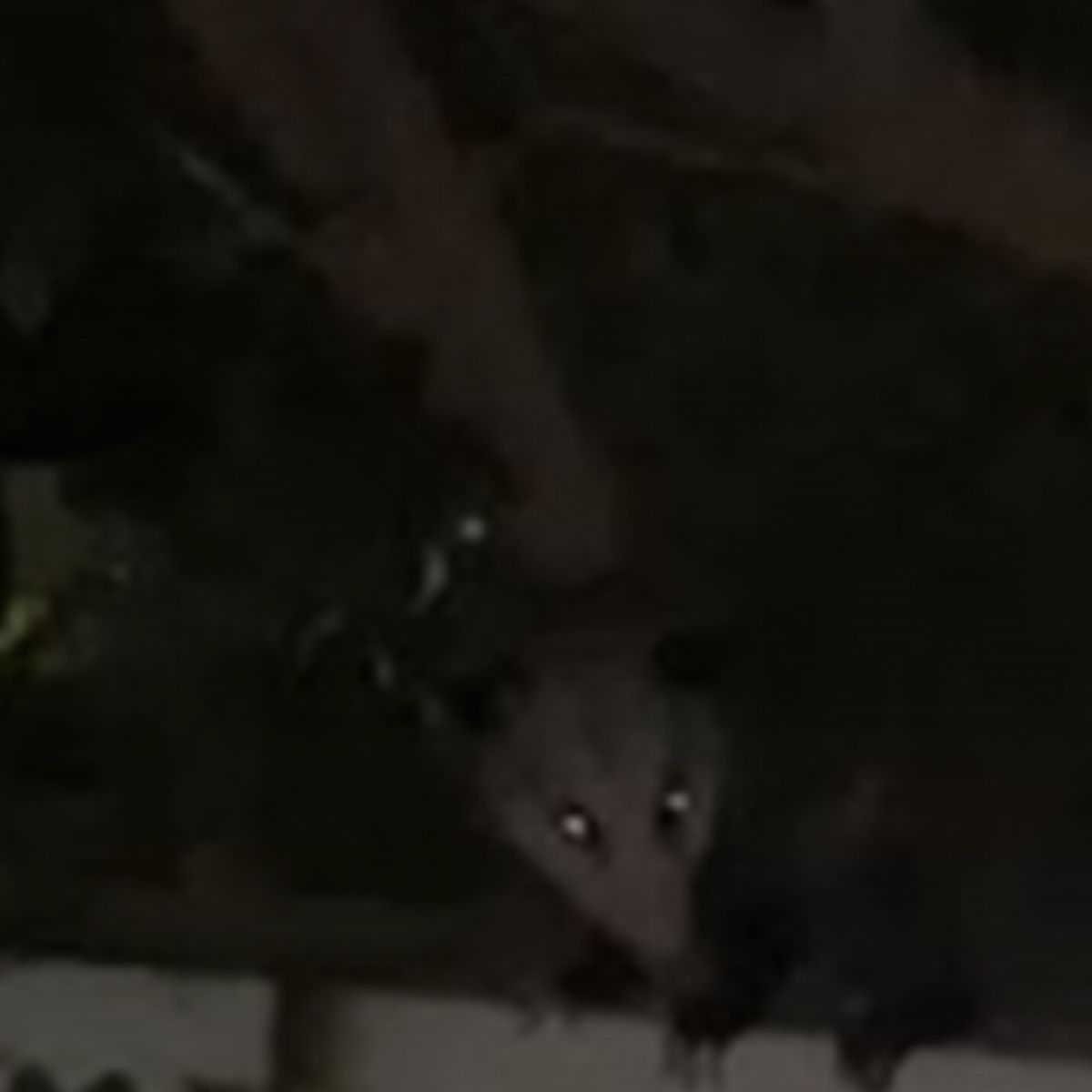 tiny possum