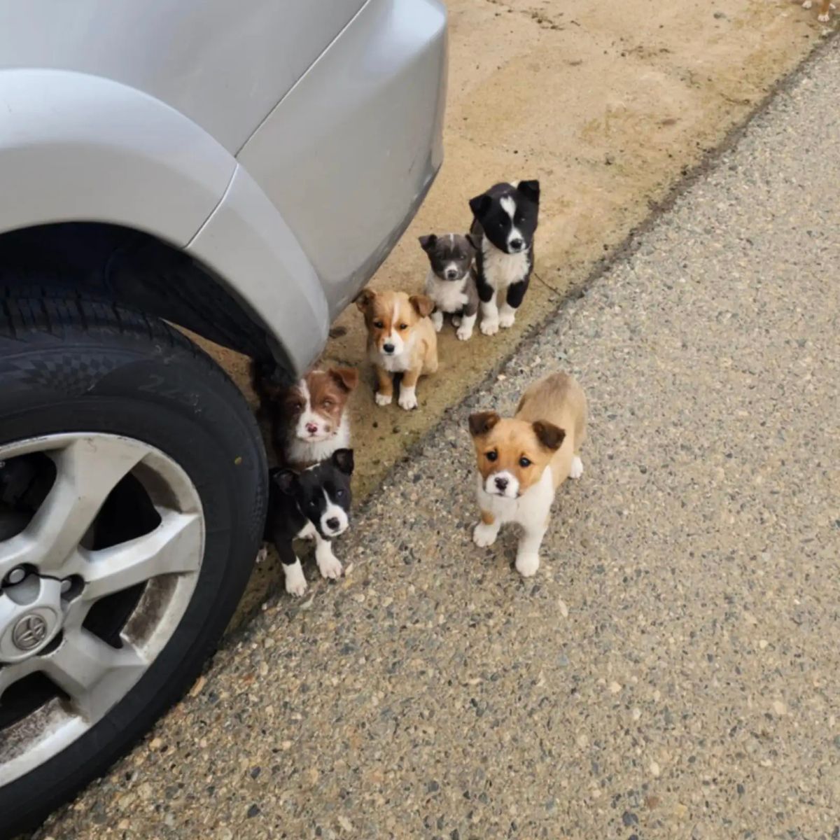 tiny puppies near car