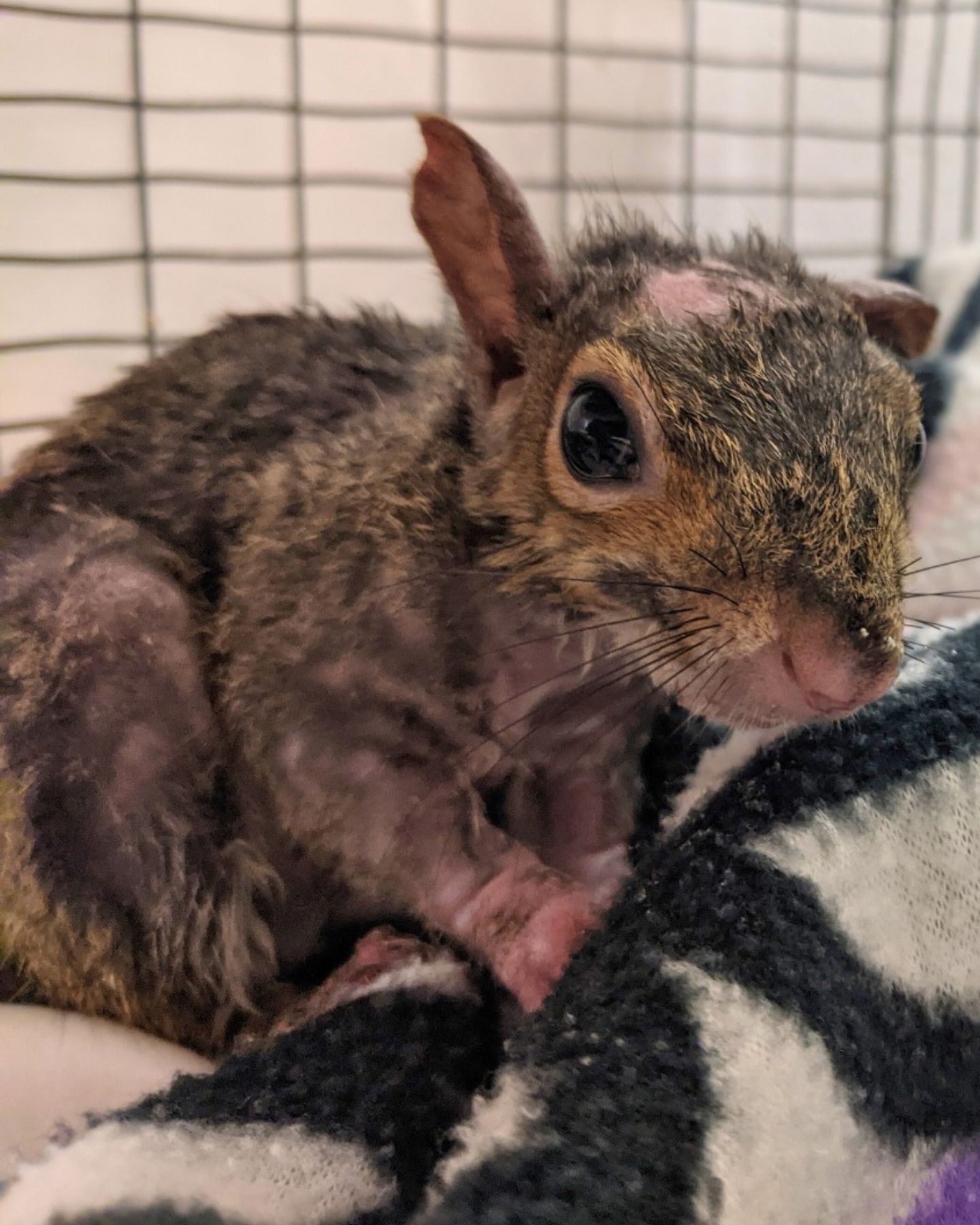 tiny squirrel