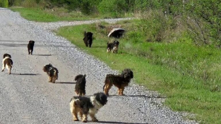 Driver Caught Off Guard As 12 Terrified Puppies Run All Over The Road In Oklahoma