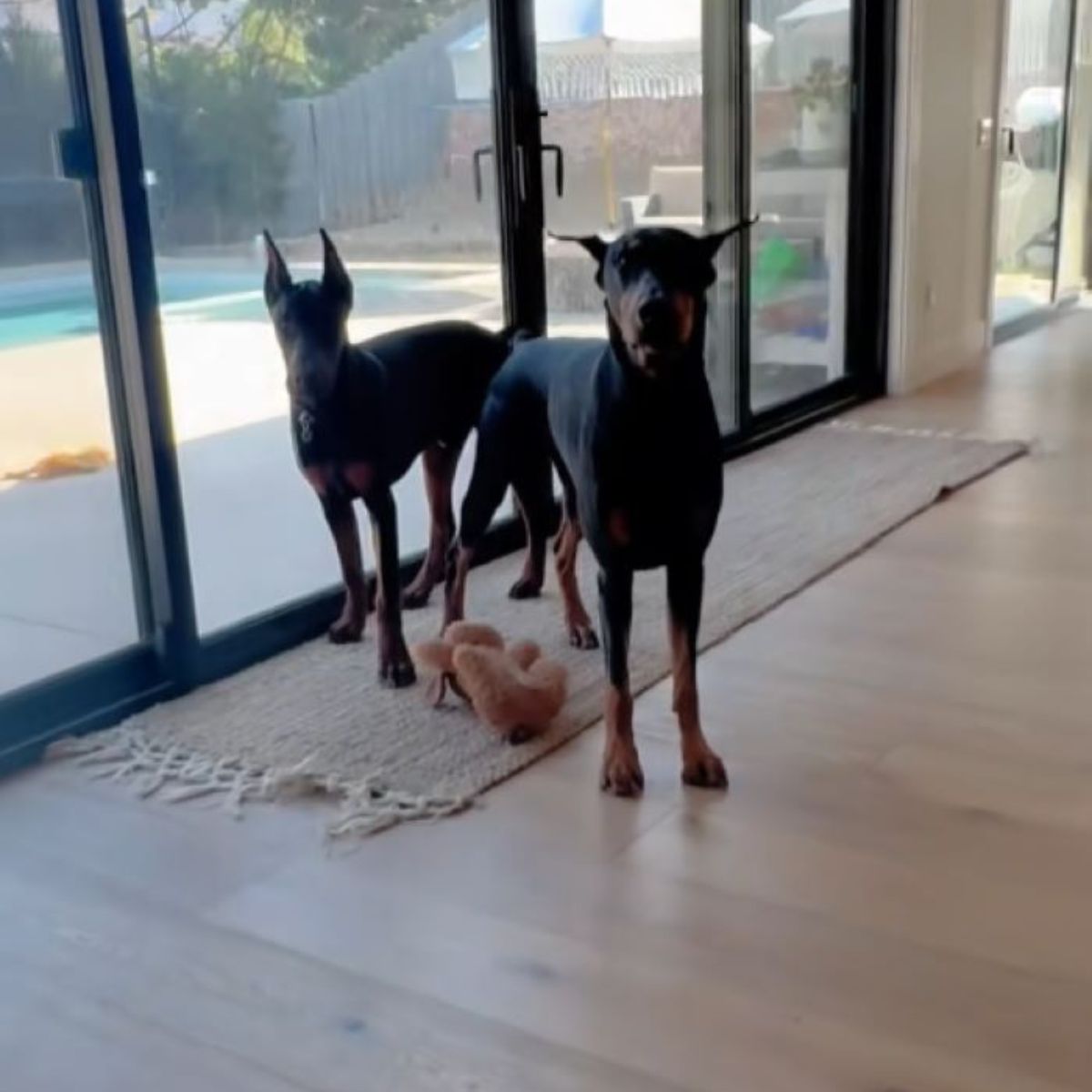 two black dogs in house