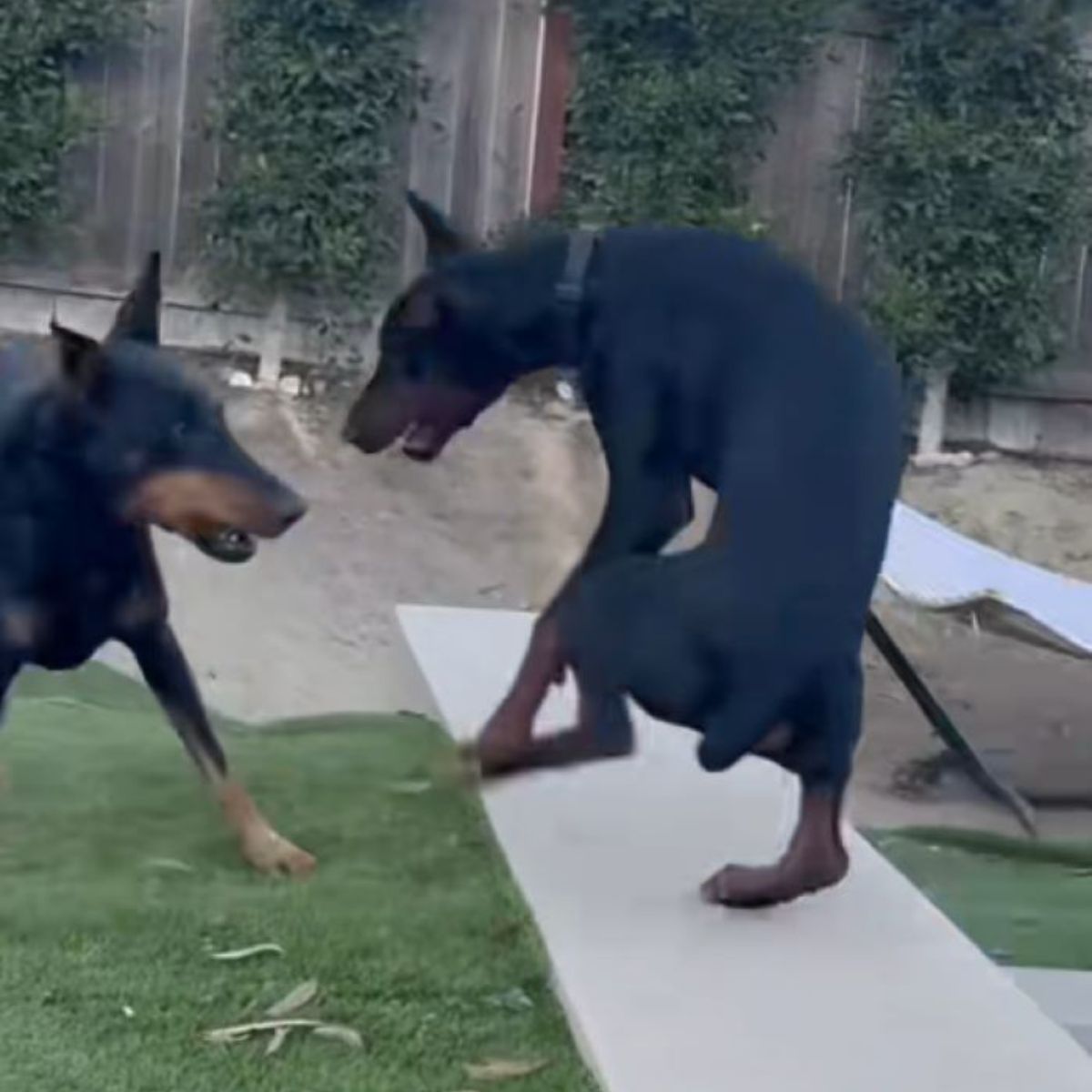 two black dogs playing together