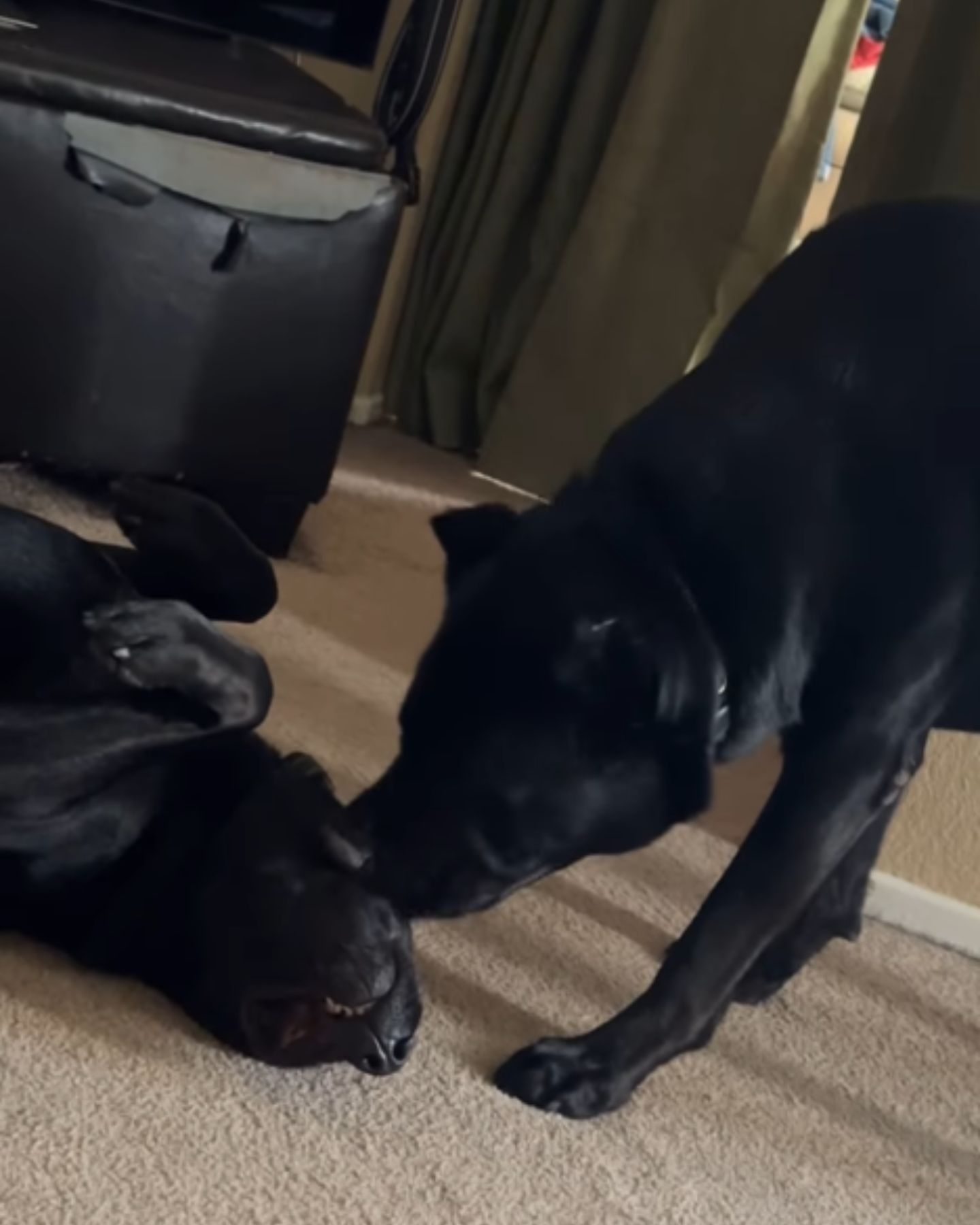 two black dogs