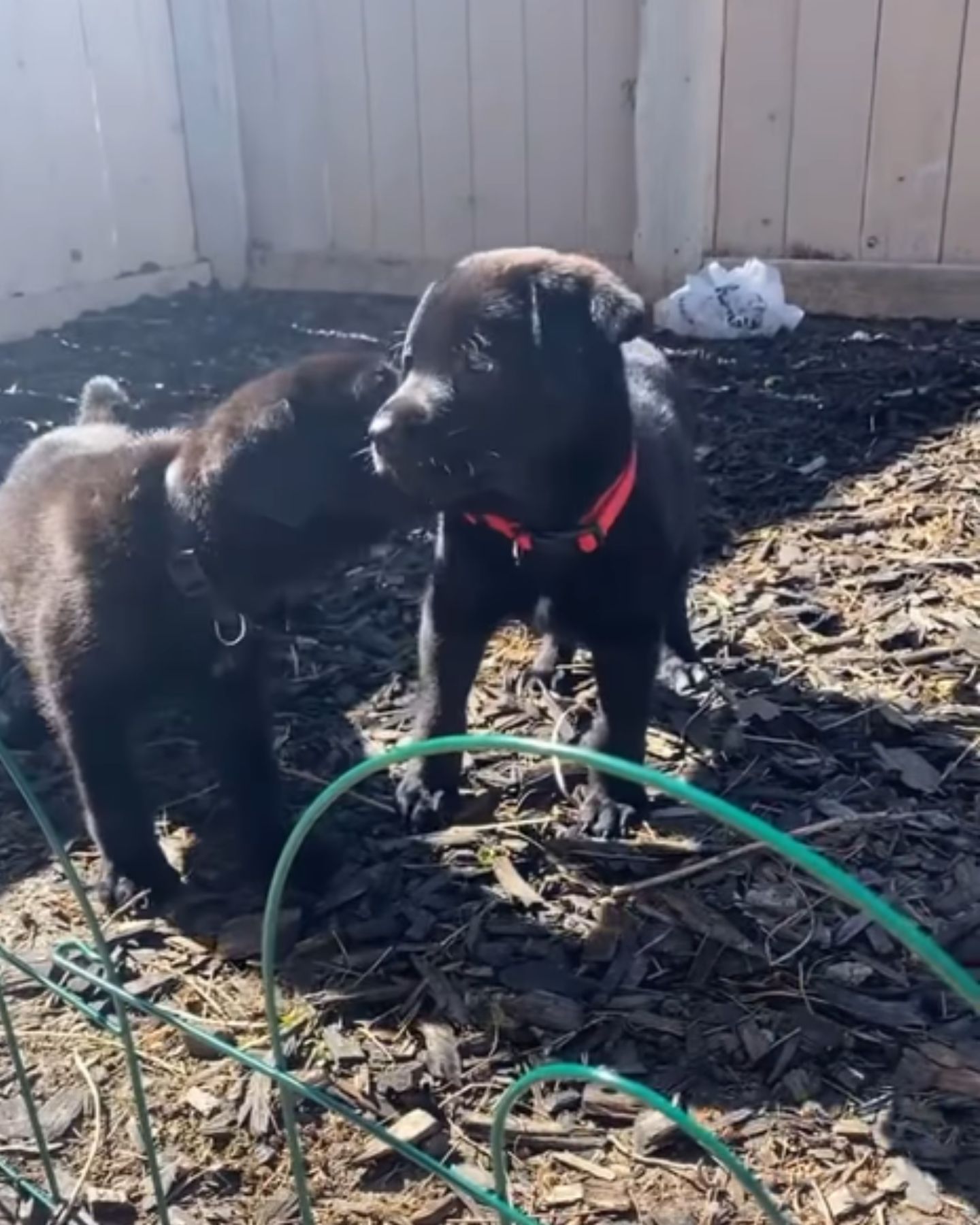 two black puppies