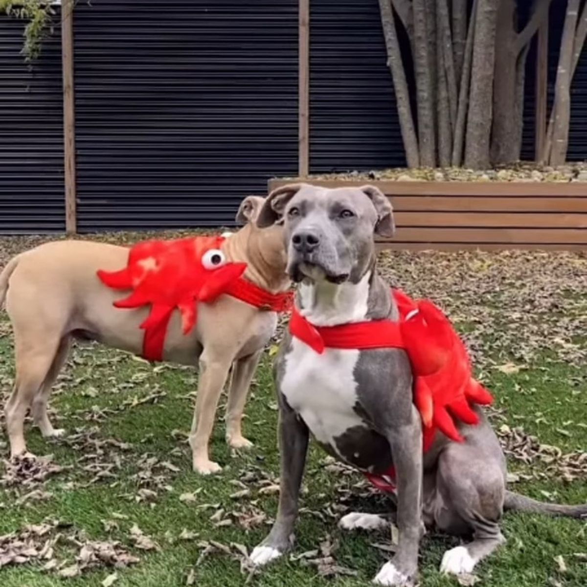 two dogs in garden