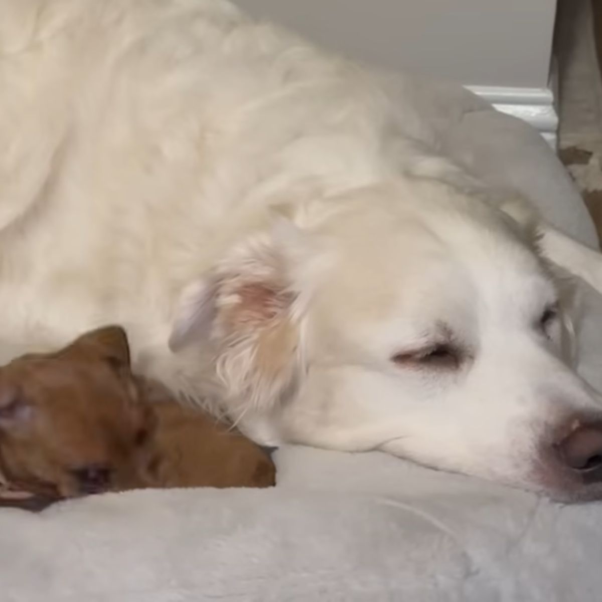 two dogs sleeping