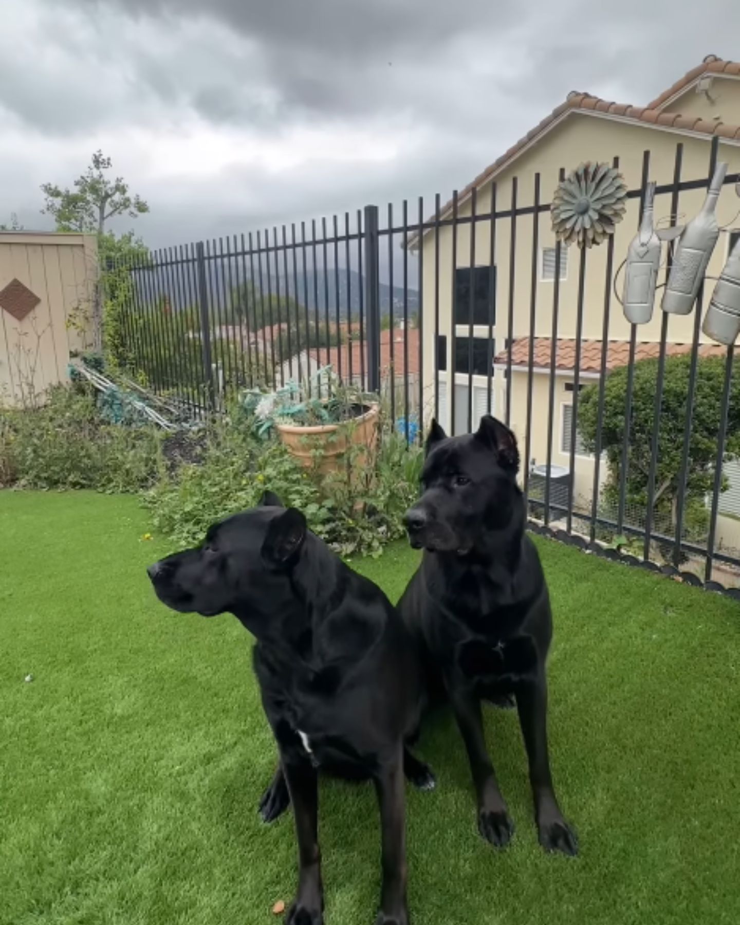 two senior black dogs