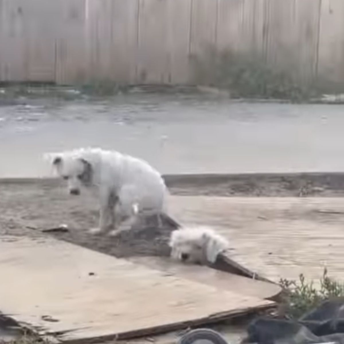 two stray dogs