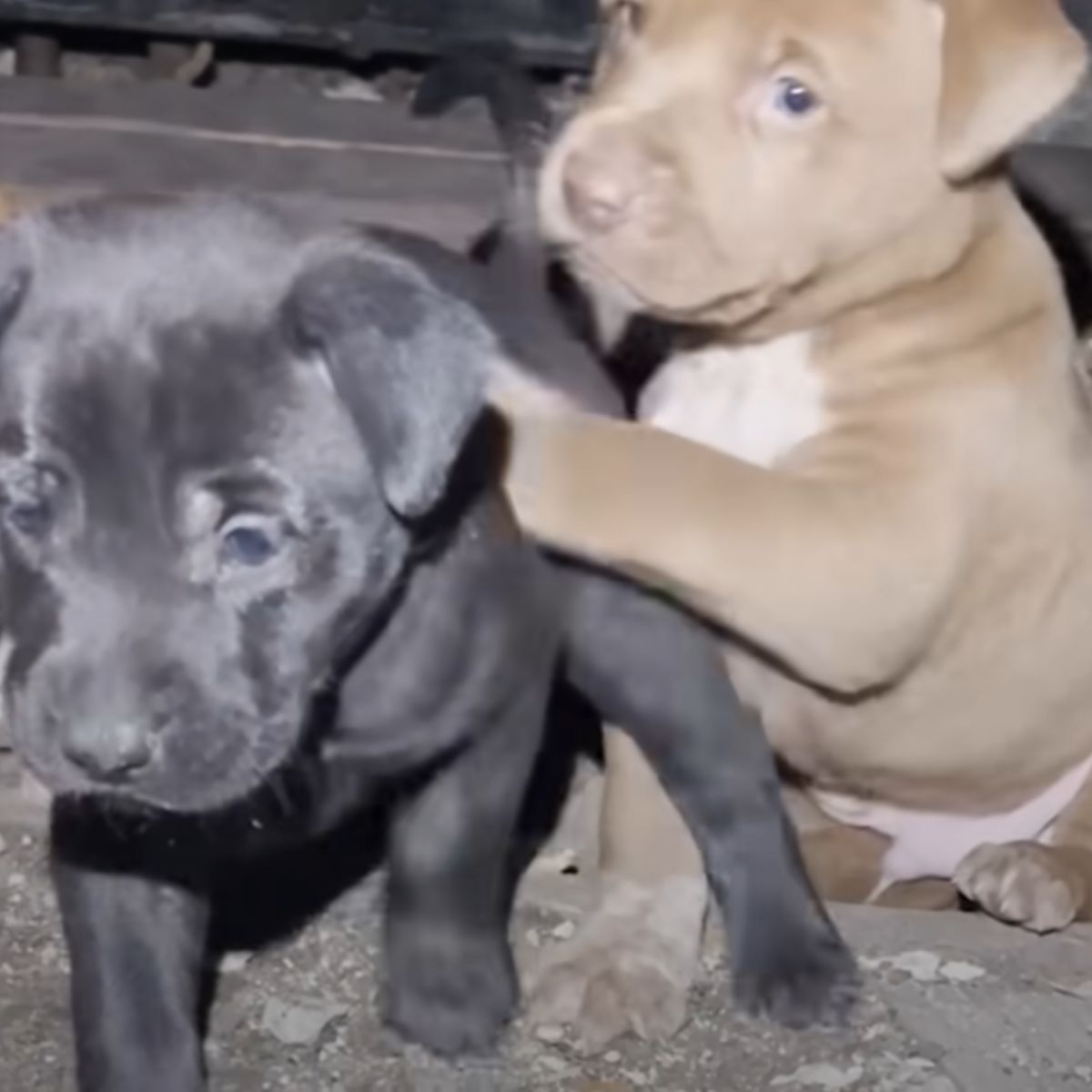 two tiny puppies