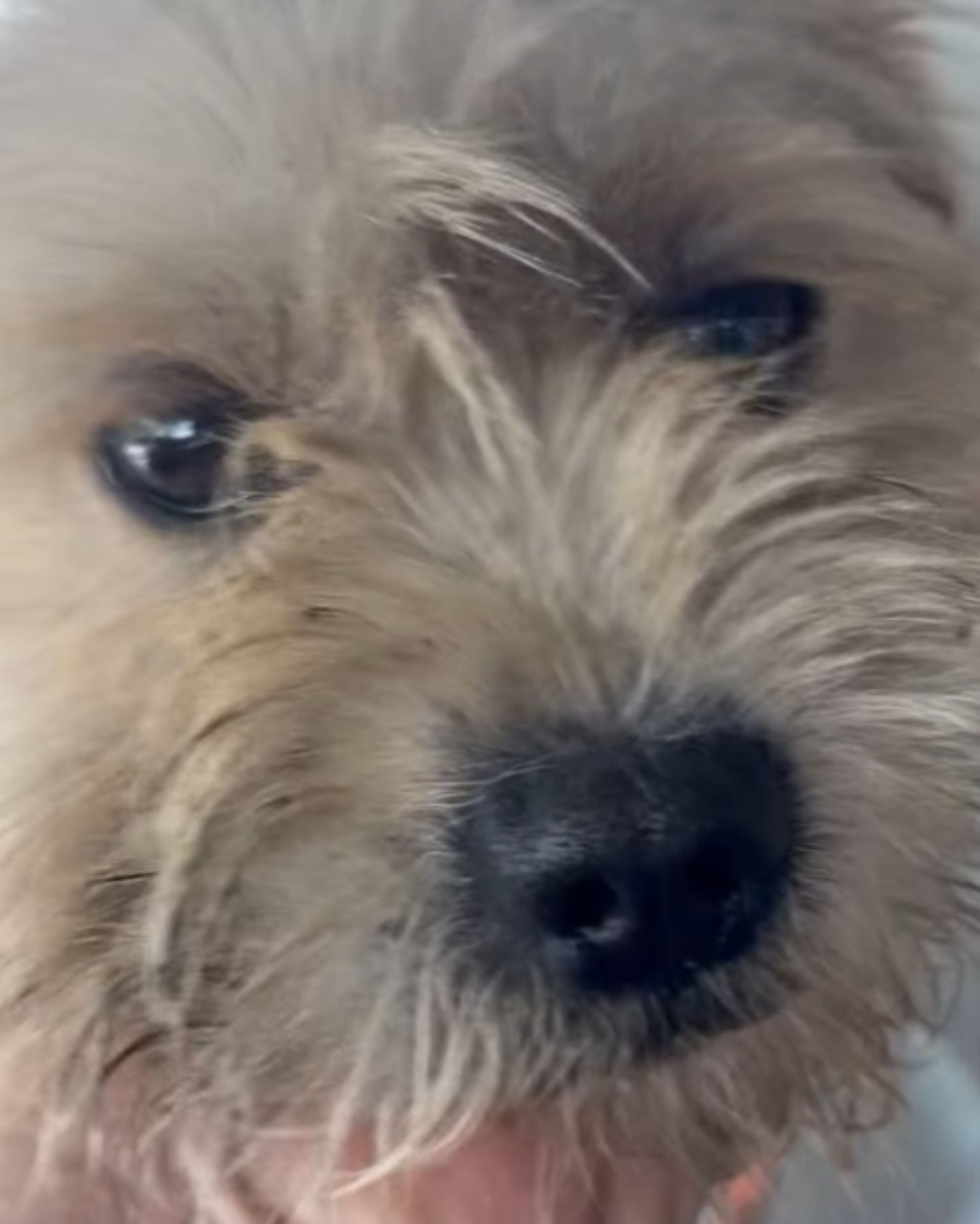 very beautiful dog