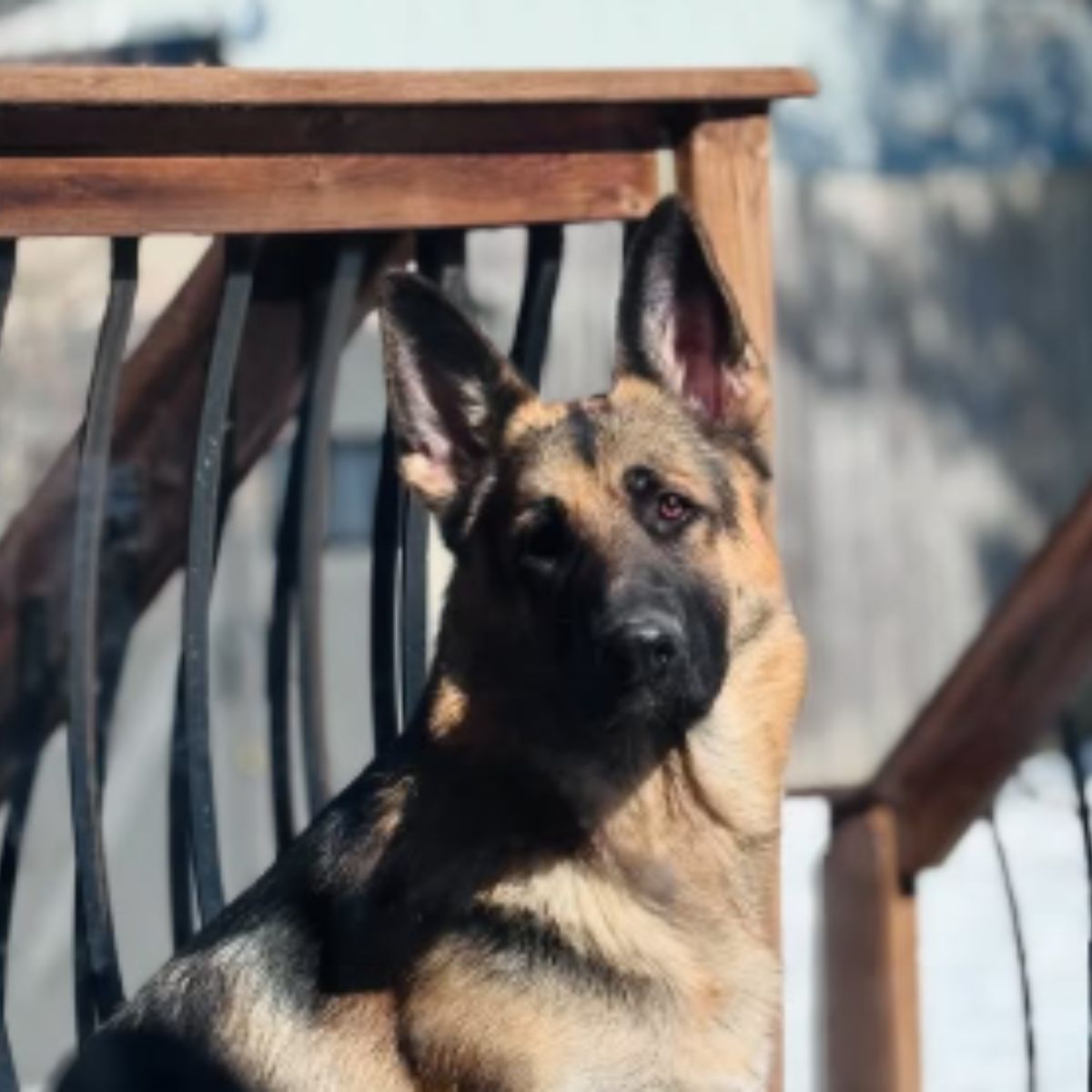very beautiful dog