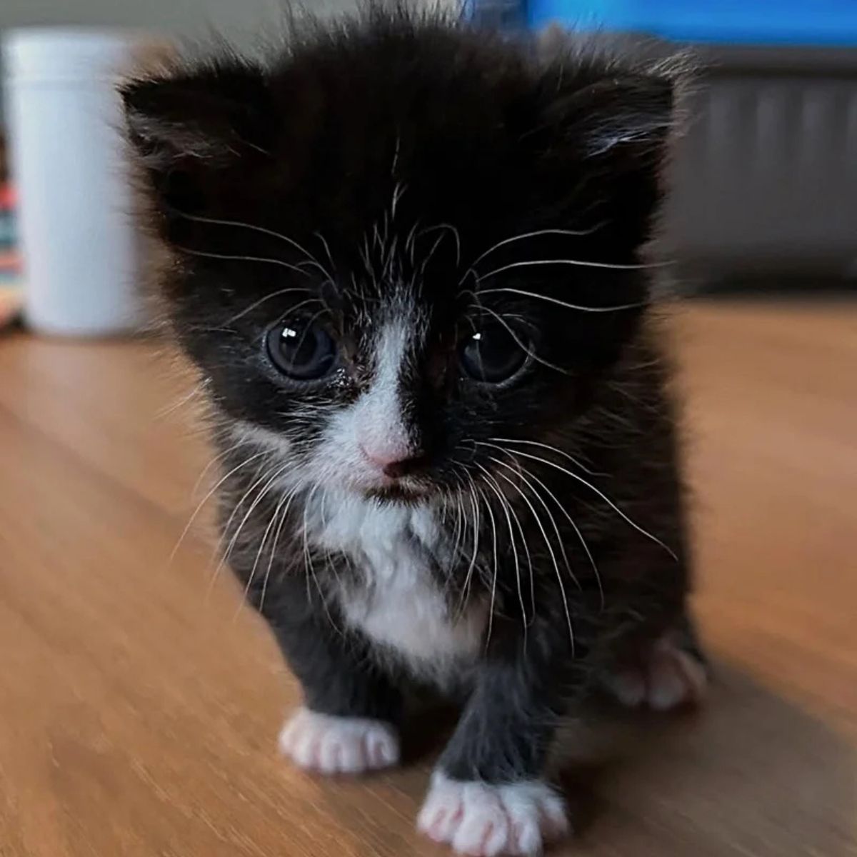 very beautiful tiny kitten