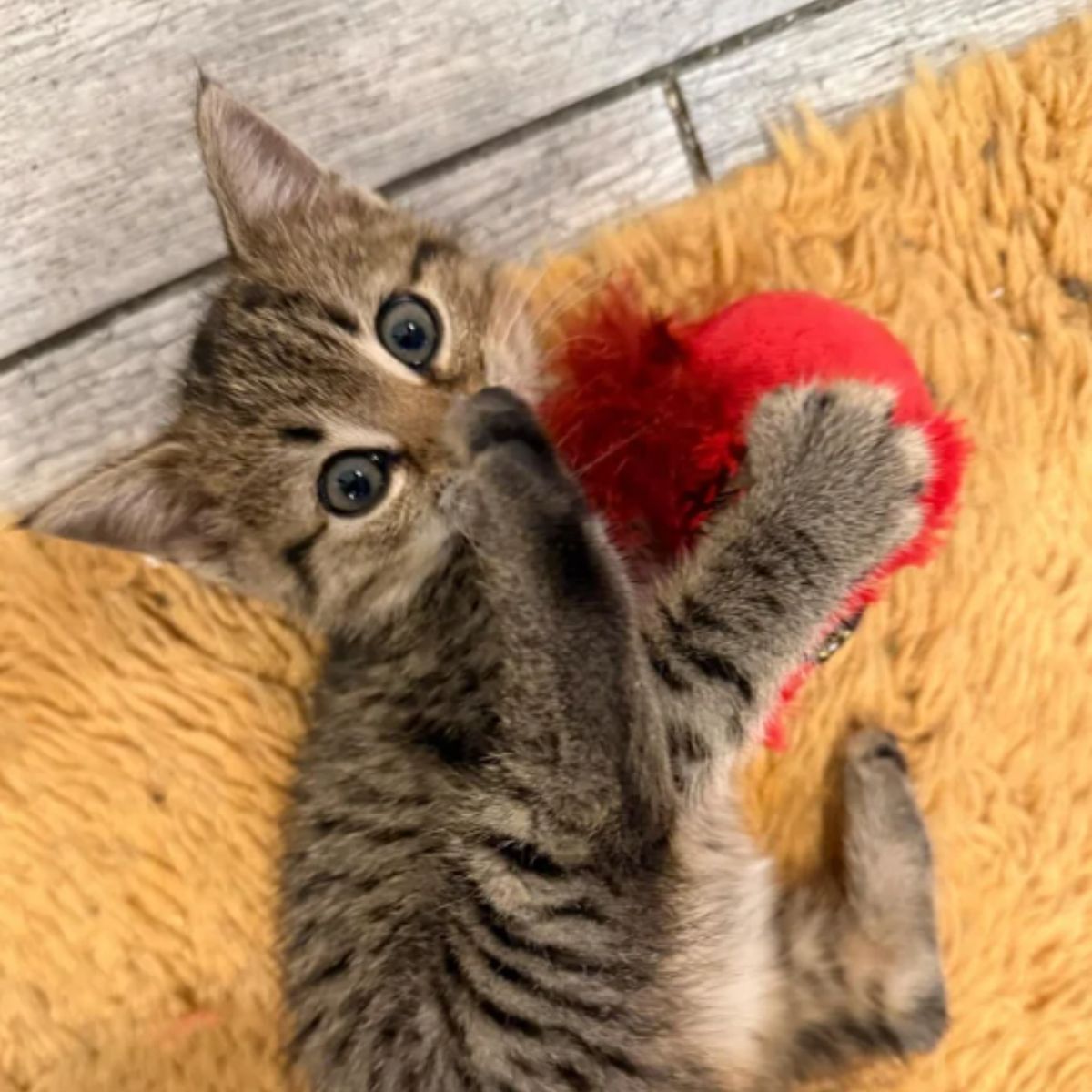 very cute tiny kitten