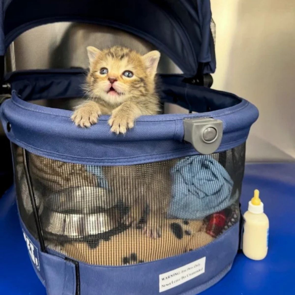 very sweet kitten