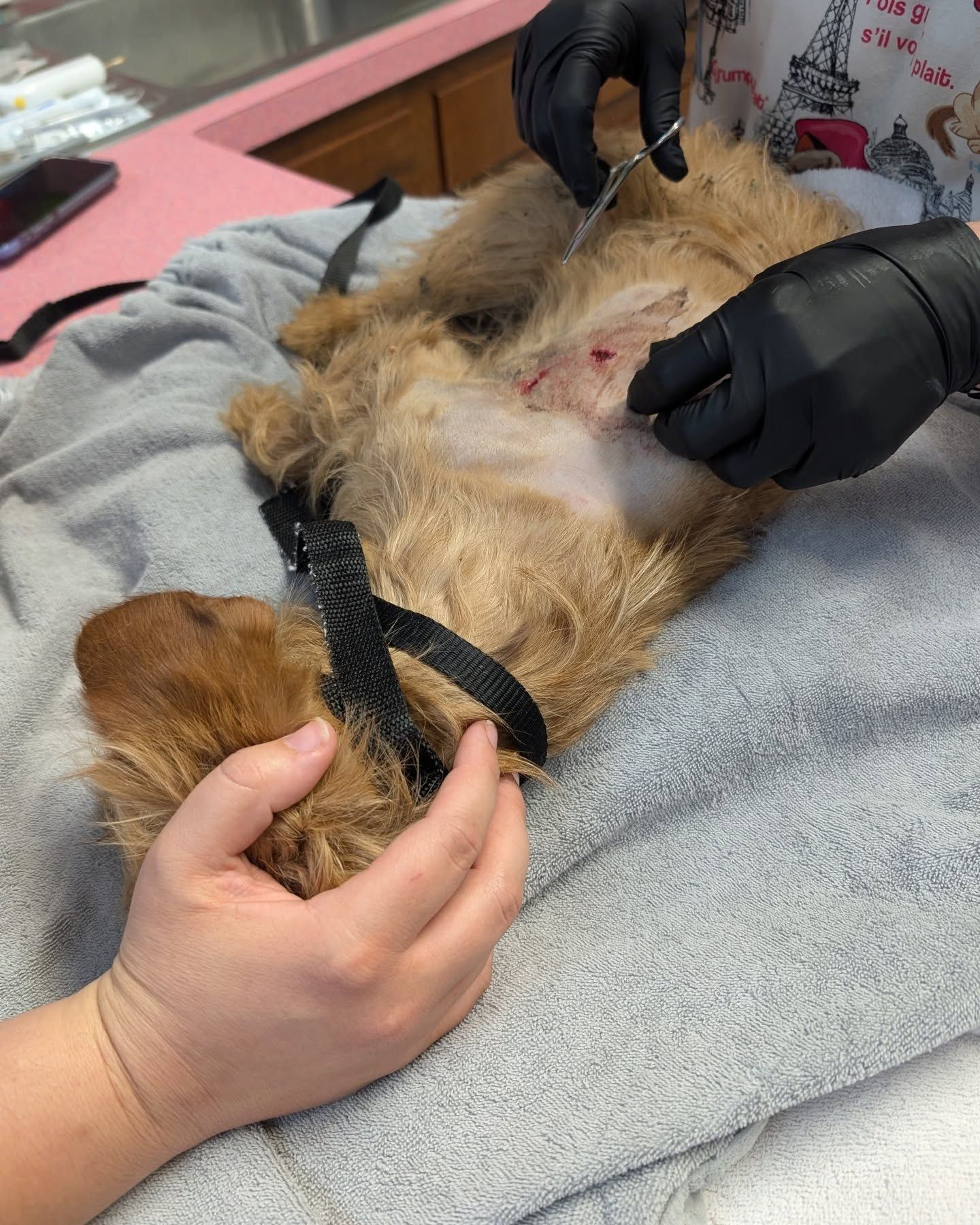 vets helping a dog