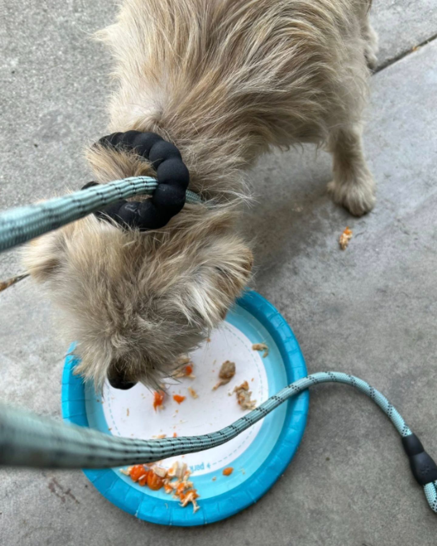 white dog eating