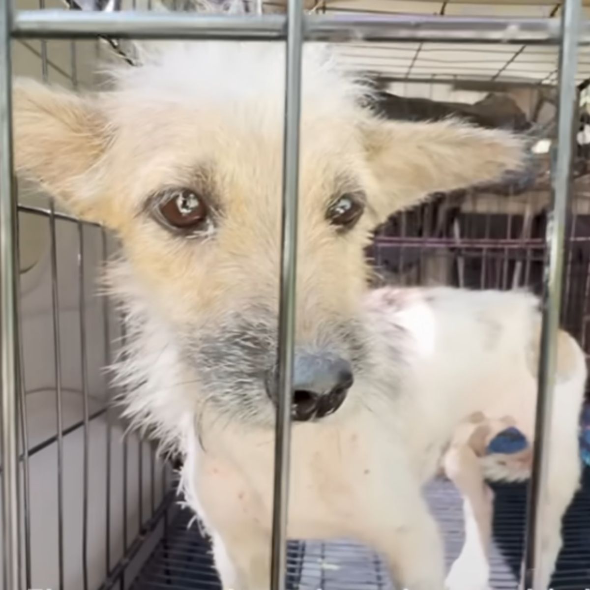 white dog in a crate