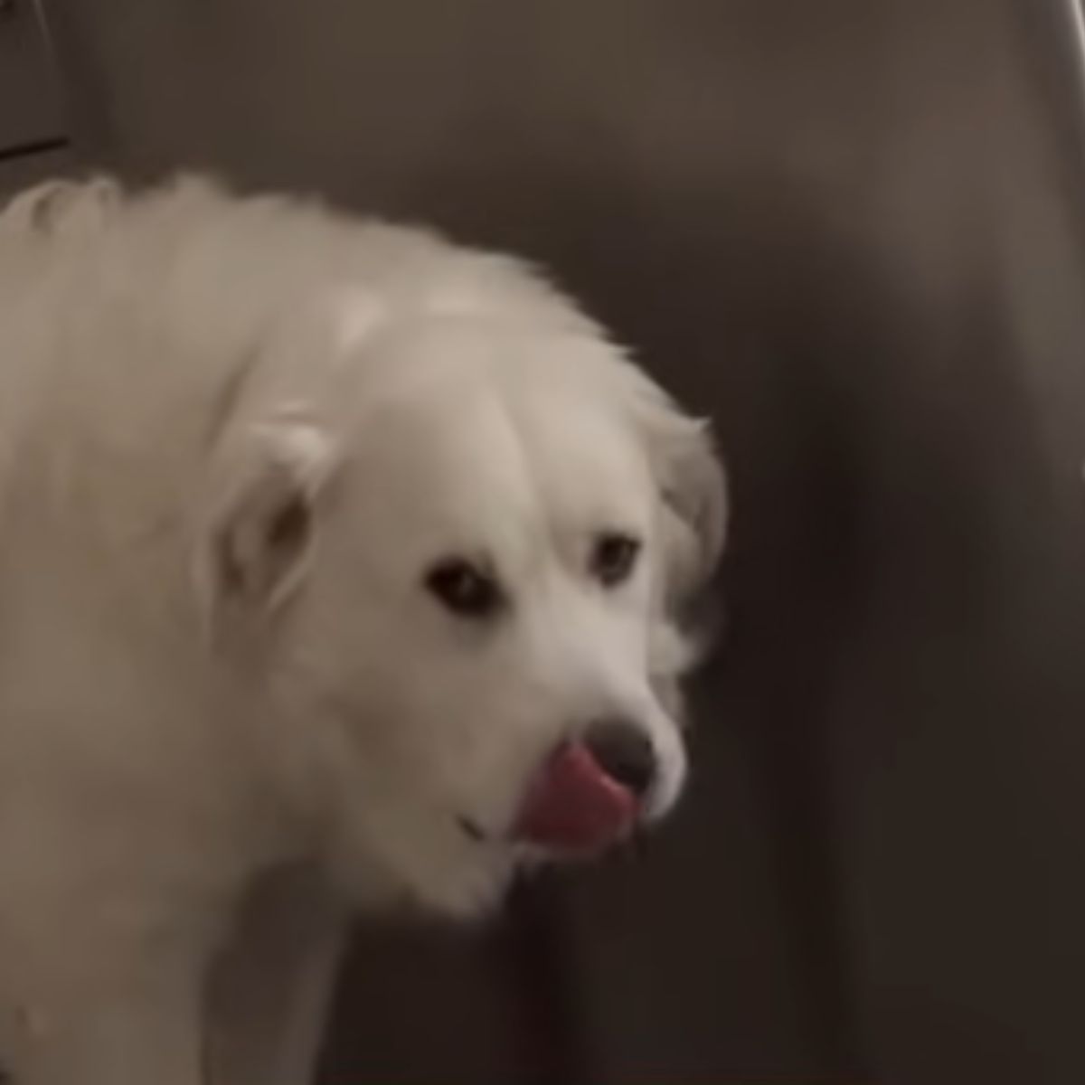 white dog in house