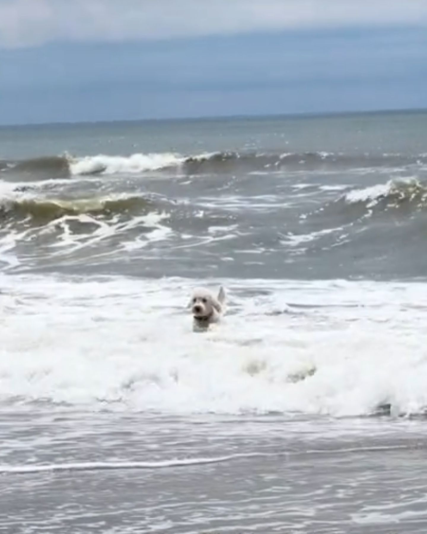 white dog in sea