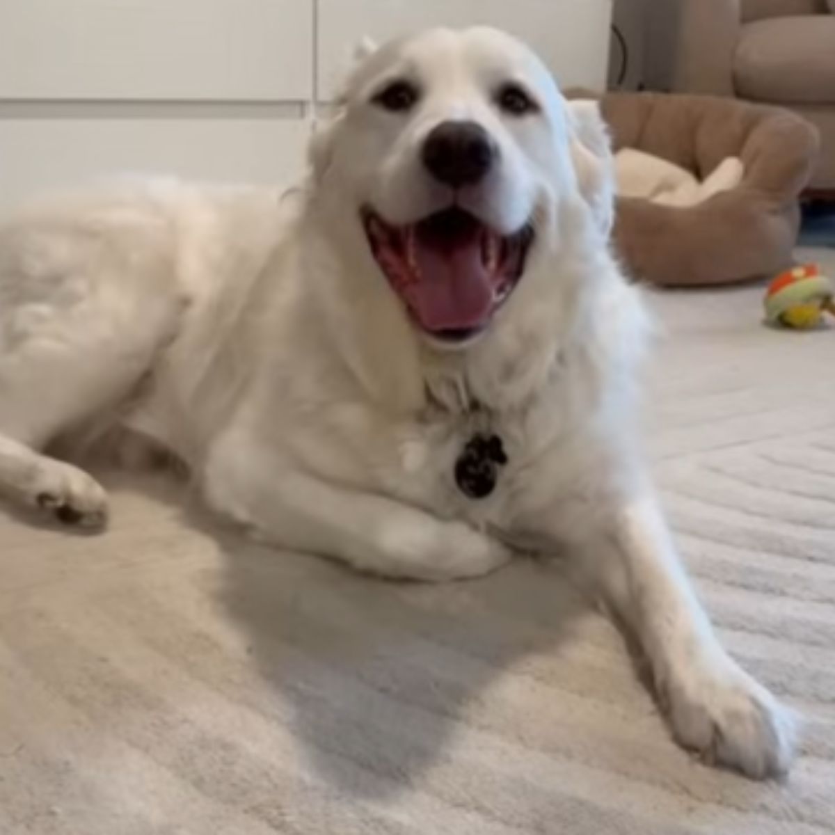 white dog laying on the floor