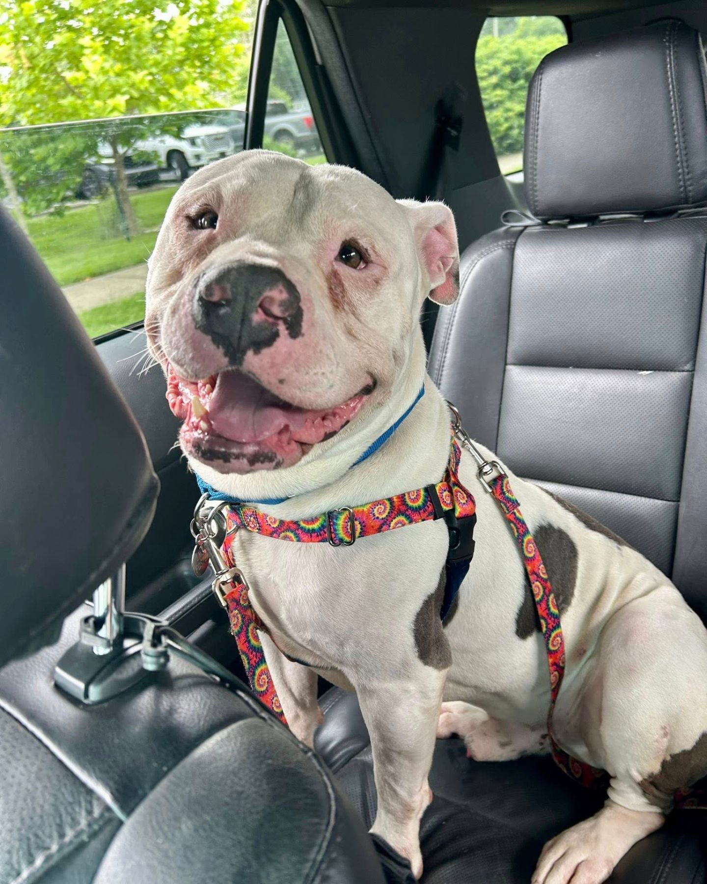 white dog on back seat