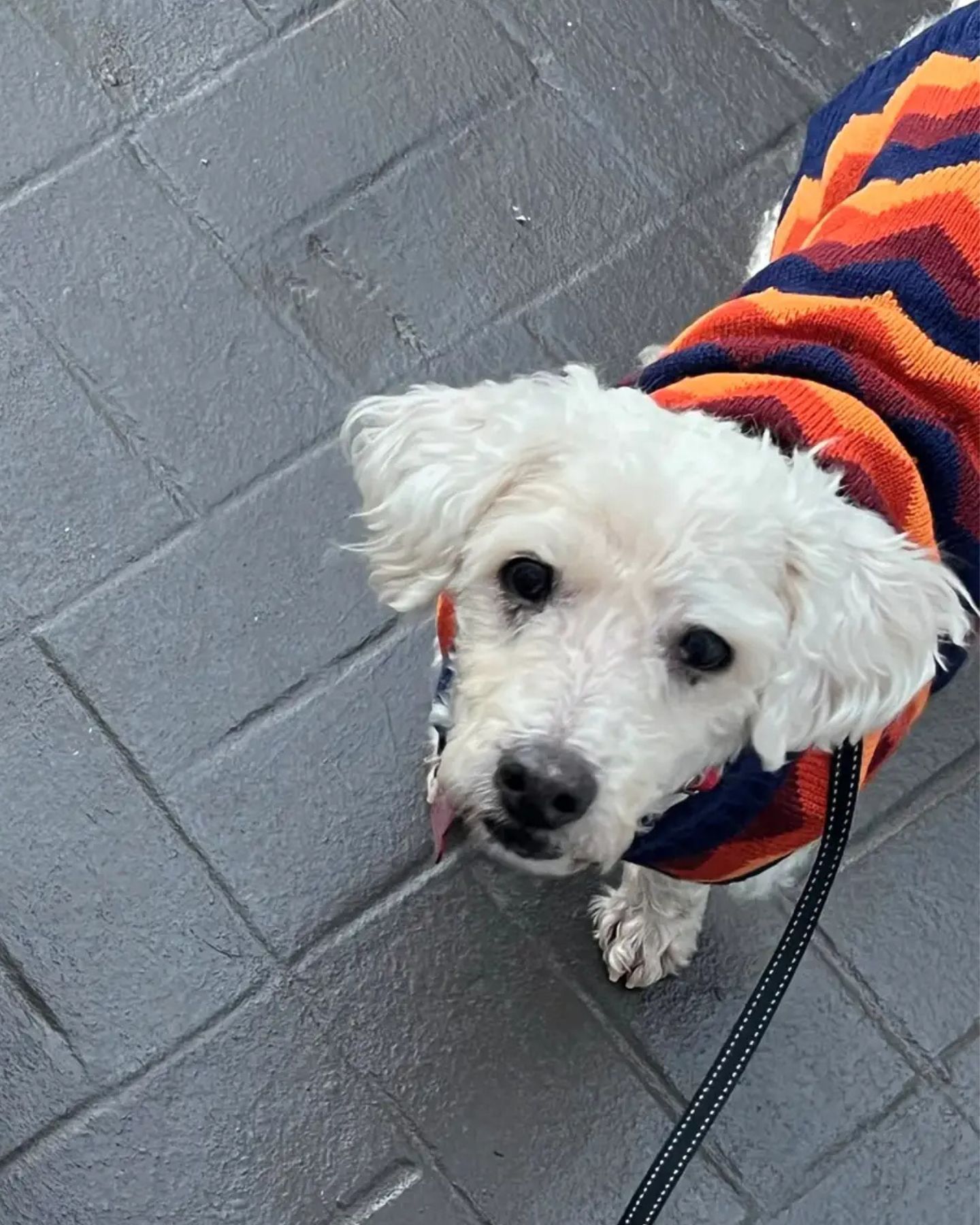 white dog with clothes on