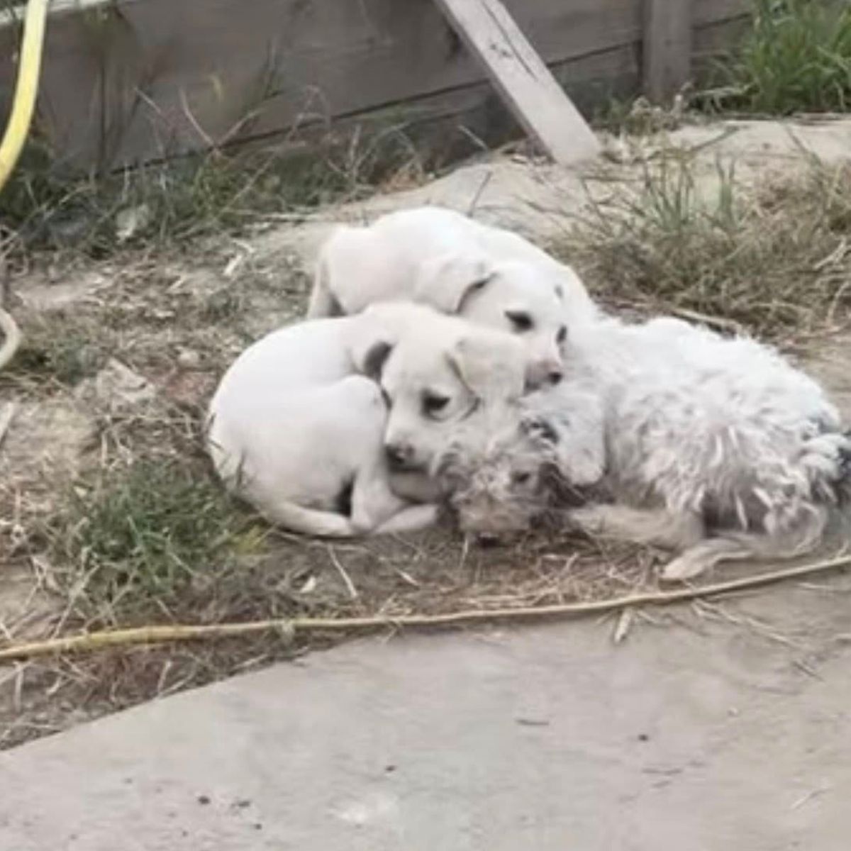 white dogs on street