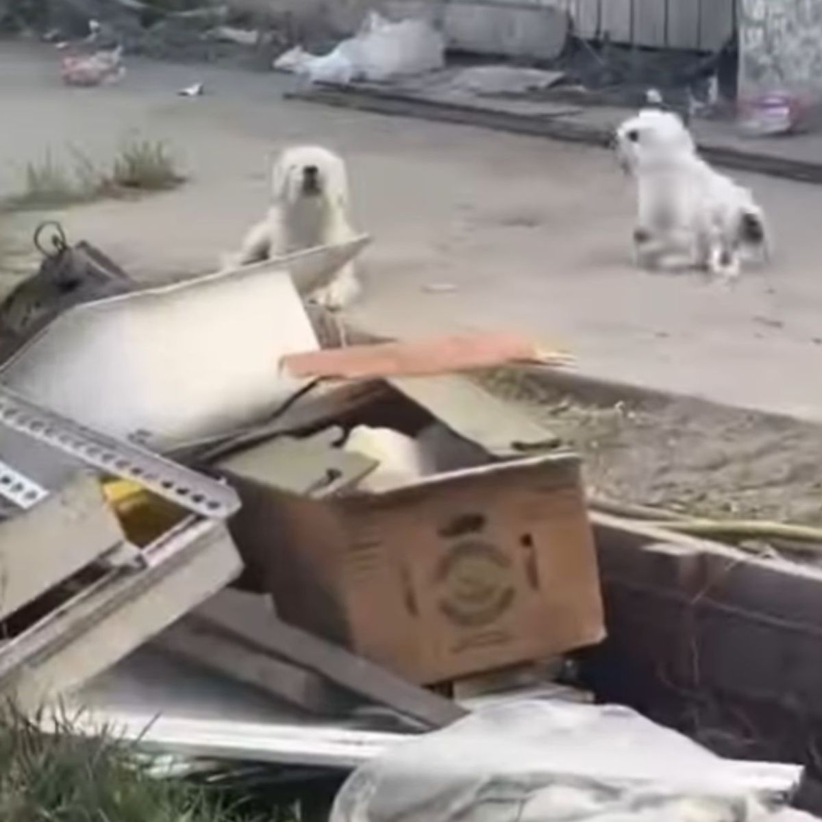 white dogs running on street
