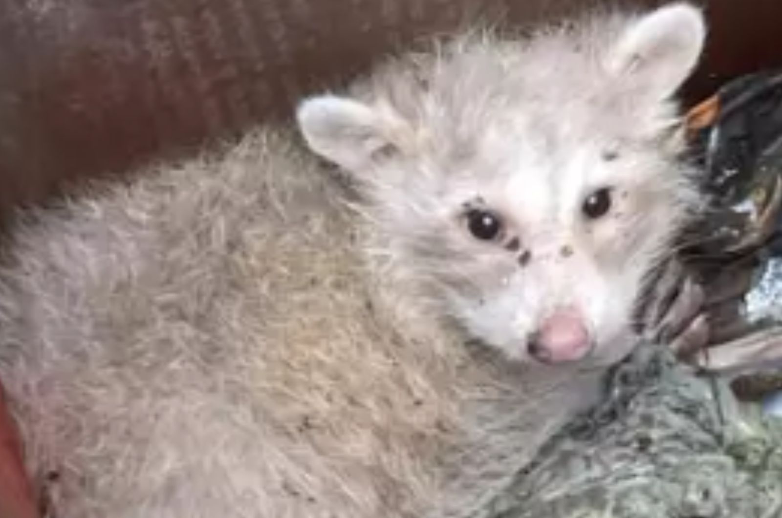 white raccoon