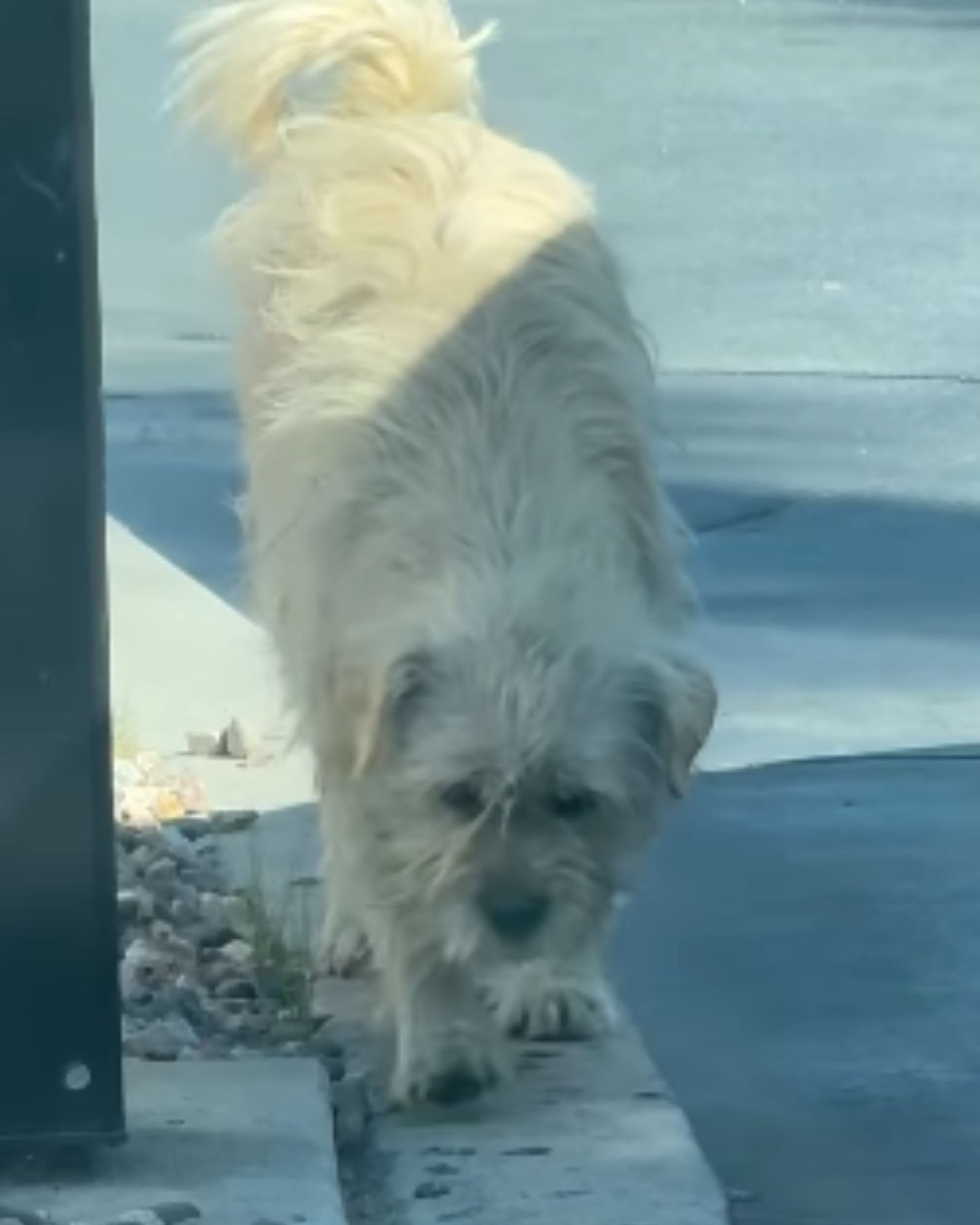 white stray dog
