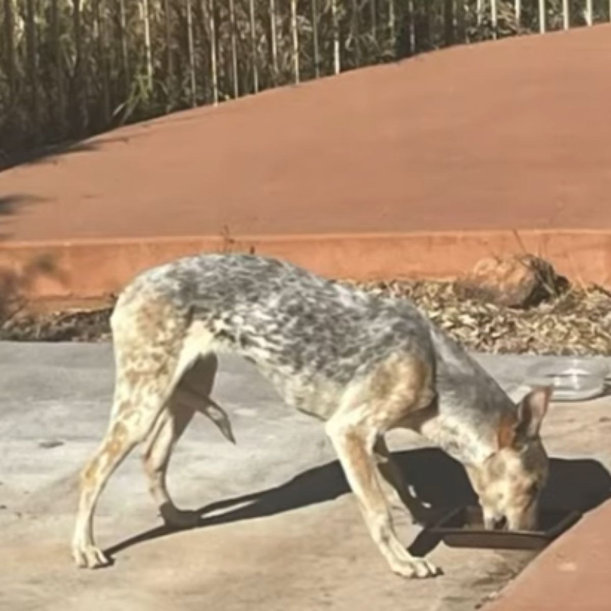wild coyote