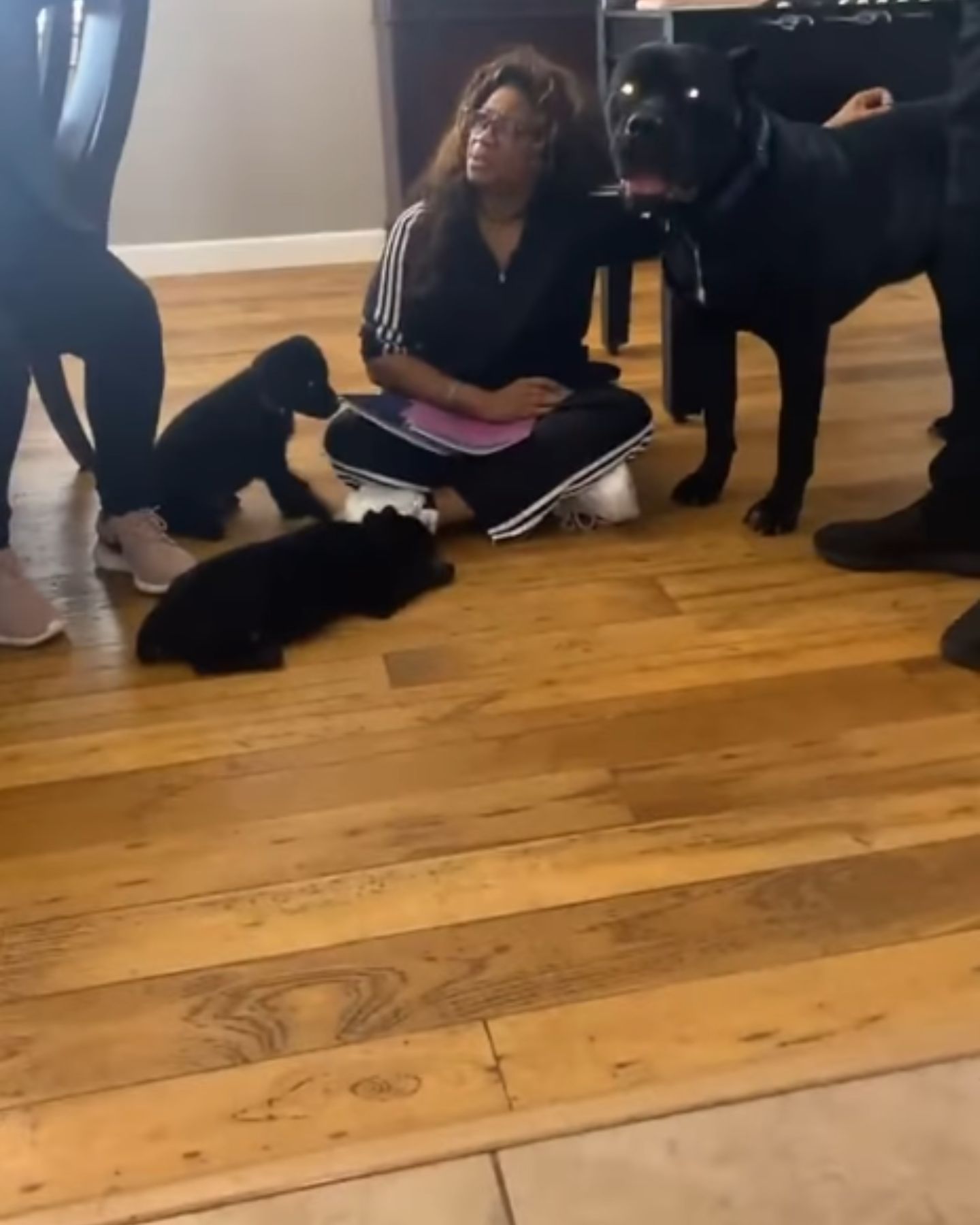 woman and black dogs