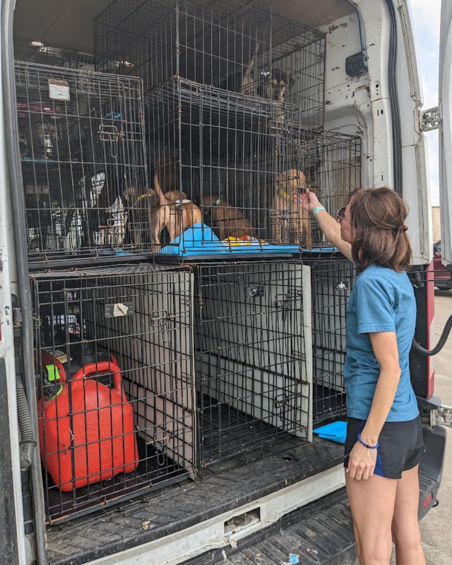 woman and dogs in crates