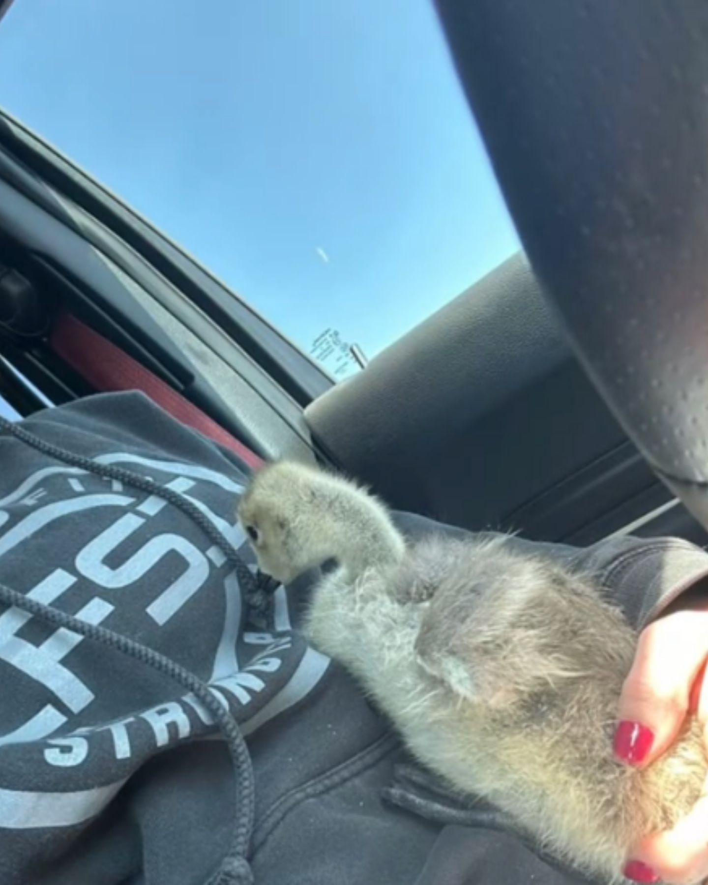 woman and goose in car