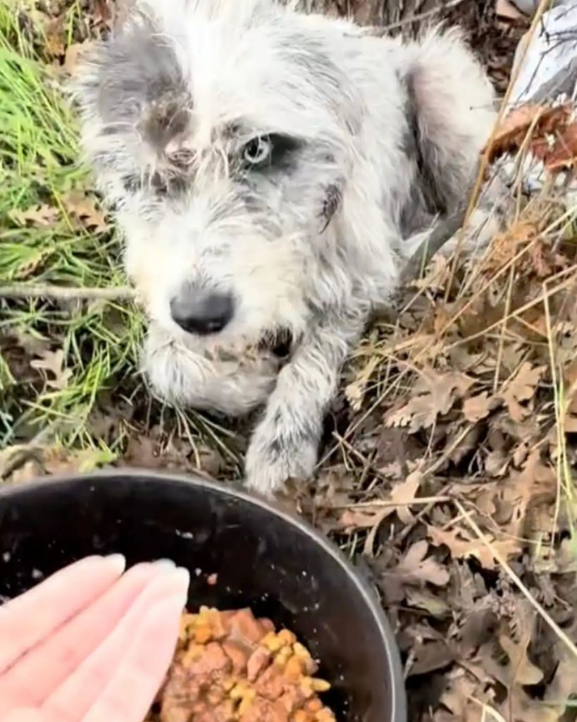 woman feeding a stray dog in forest