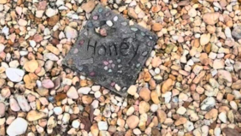 Woman Discovers A Dog’s Grave At Her New Home In Florida And Learns The Touching Story It Holds