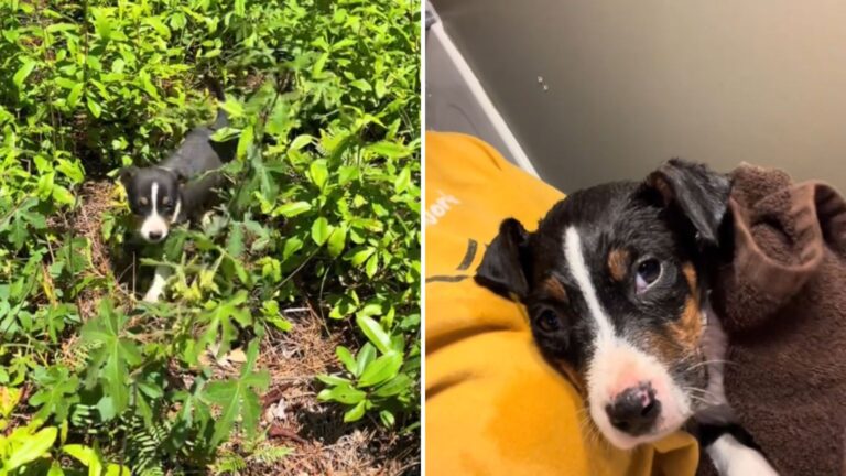 Woman Sees A Tiny Face In The Grass In Connecticut, Turns Out It’s The Sweetest Little Guy