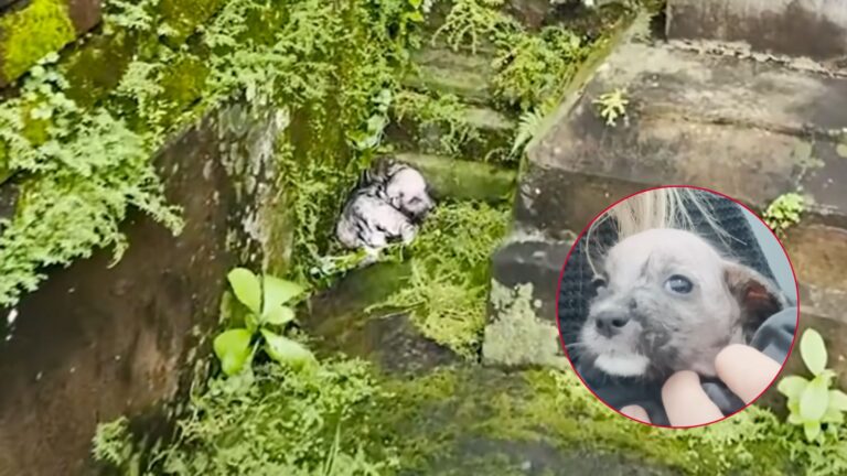 Soaked To The Bone, Little Puppy Waited For Hours, Hoping Someone Would Notice Her