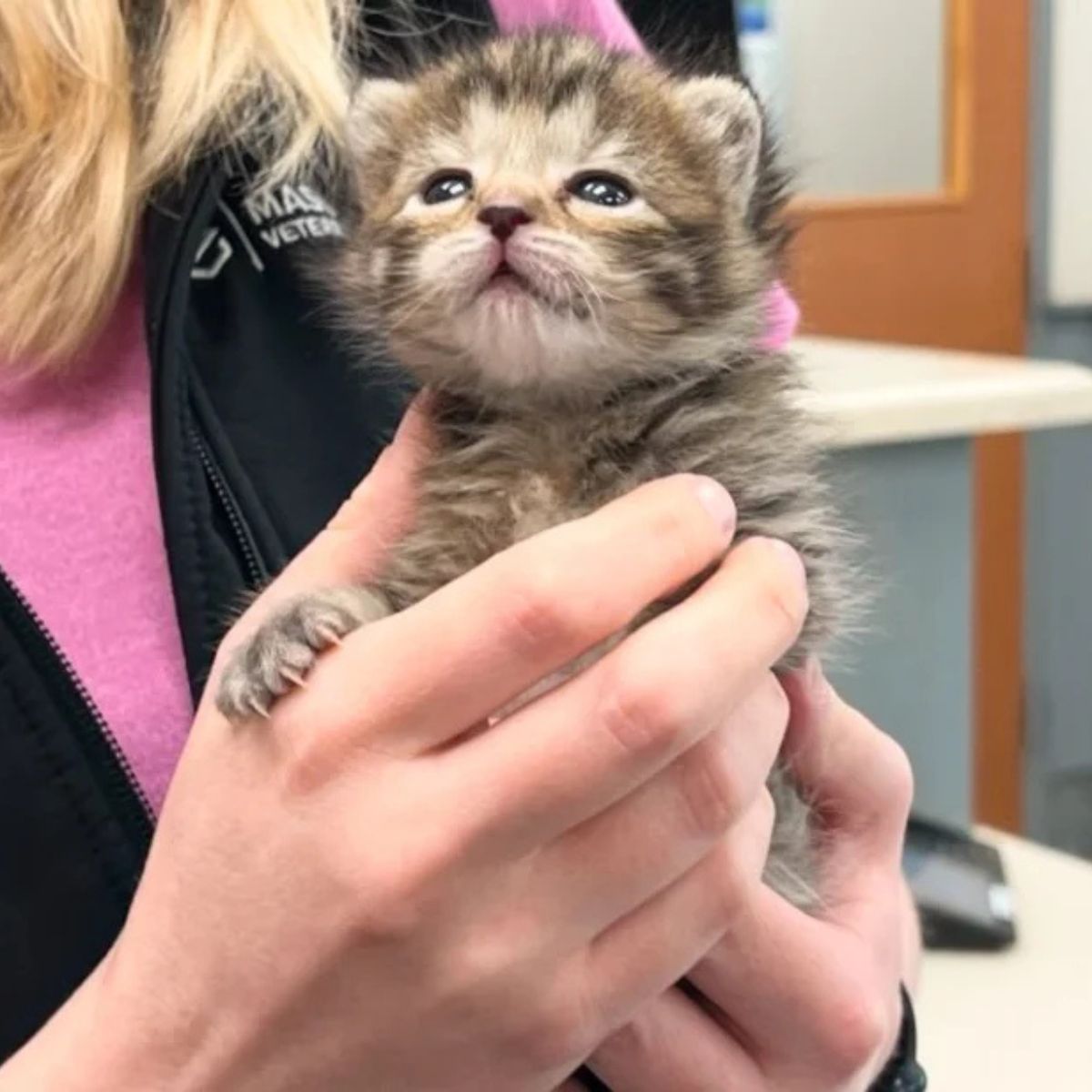 woman holding a newborn kitten
