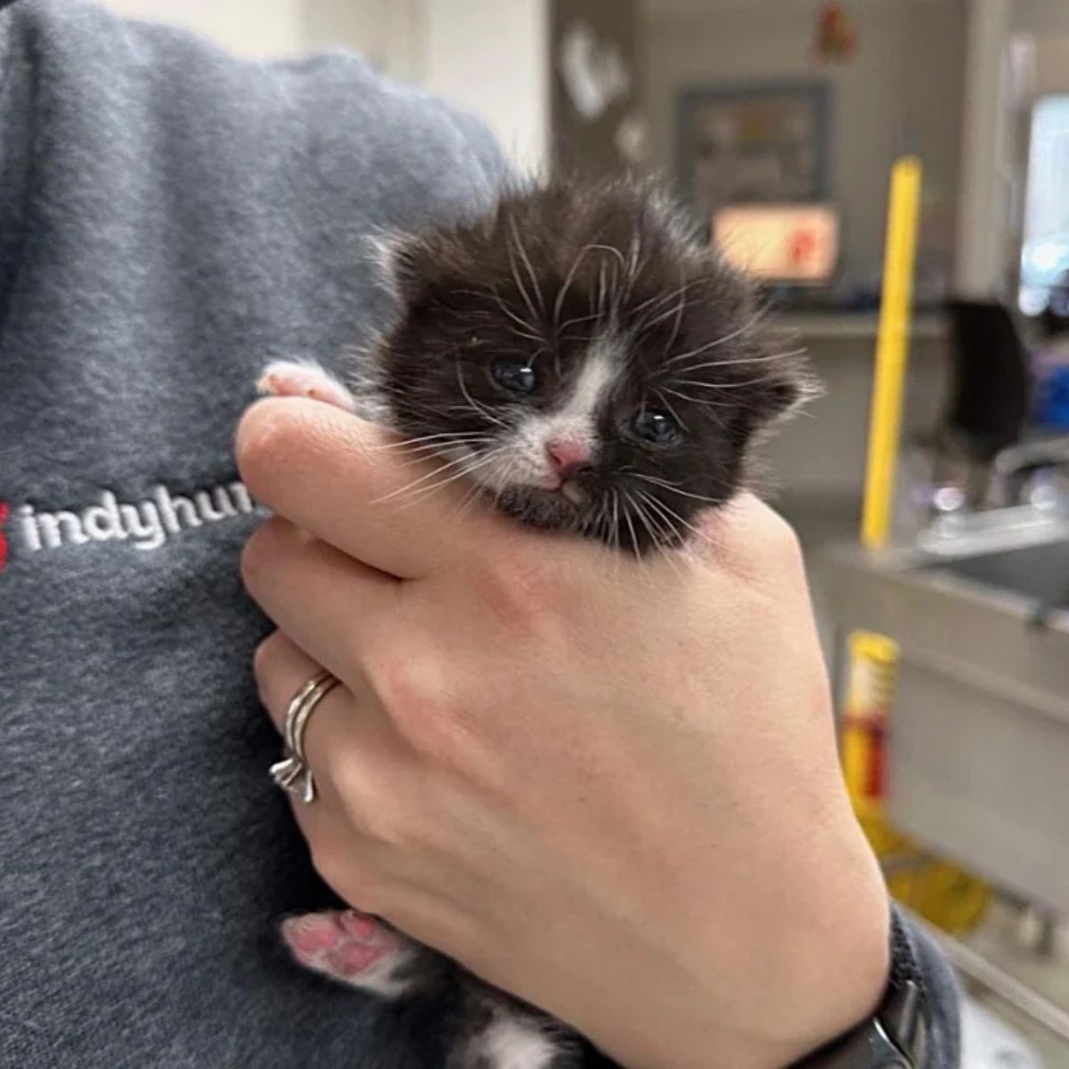 woman holding a tiny kitten